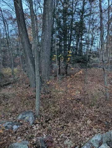 a view of a forest with trees in the background