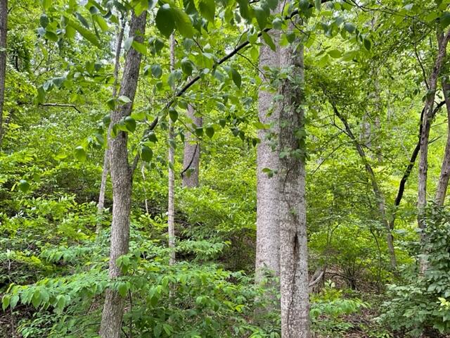 0 Rutrough Road Southeast Roanoke, VA 24014 - Photo 4 of 13 Brookside