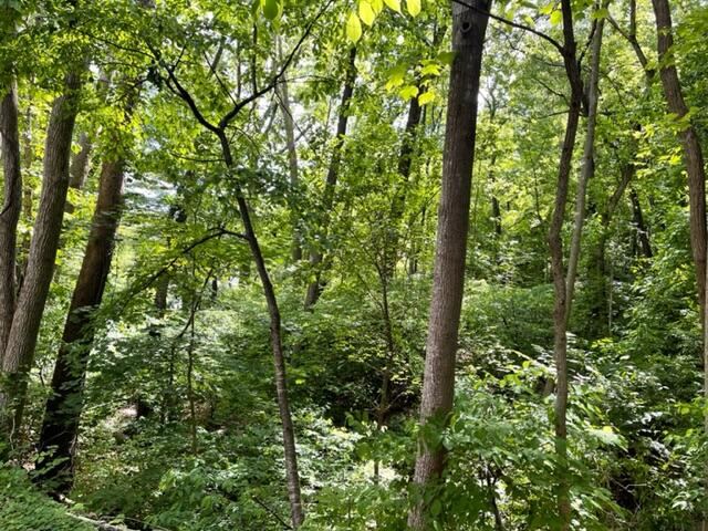 0 Rutrough Road Southeast Roanoke, VA 24014 - Photo 8 of 13 Brookside