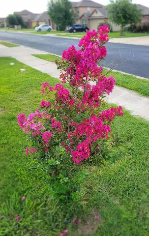 a view of a flower in a yard with swimming pool