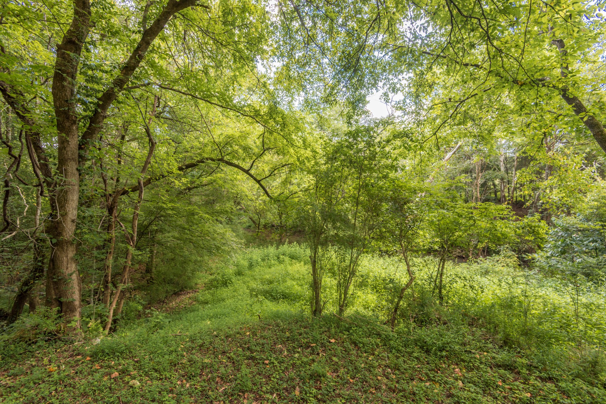 812 Lovely Bluff Road Rocky Top, TN 37769 - Photo 4 of 38 Gallery Image 4