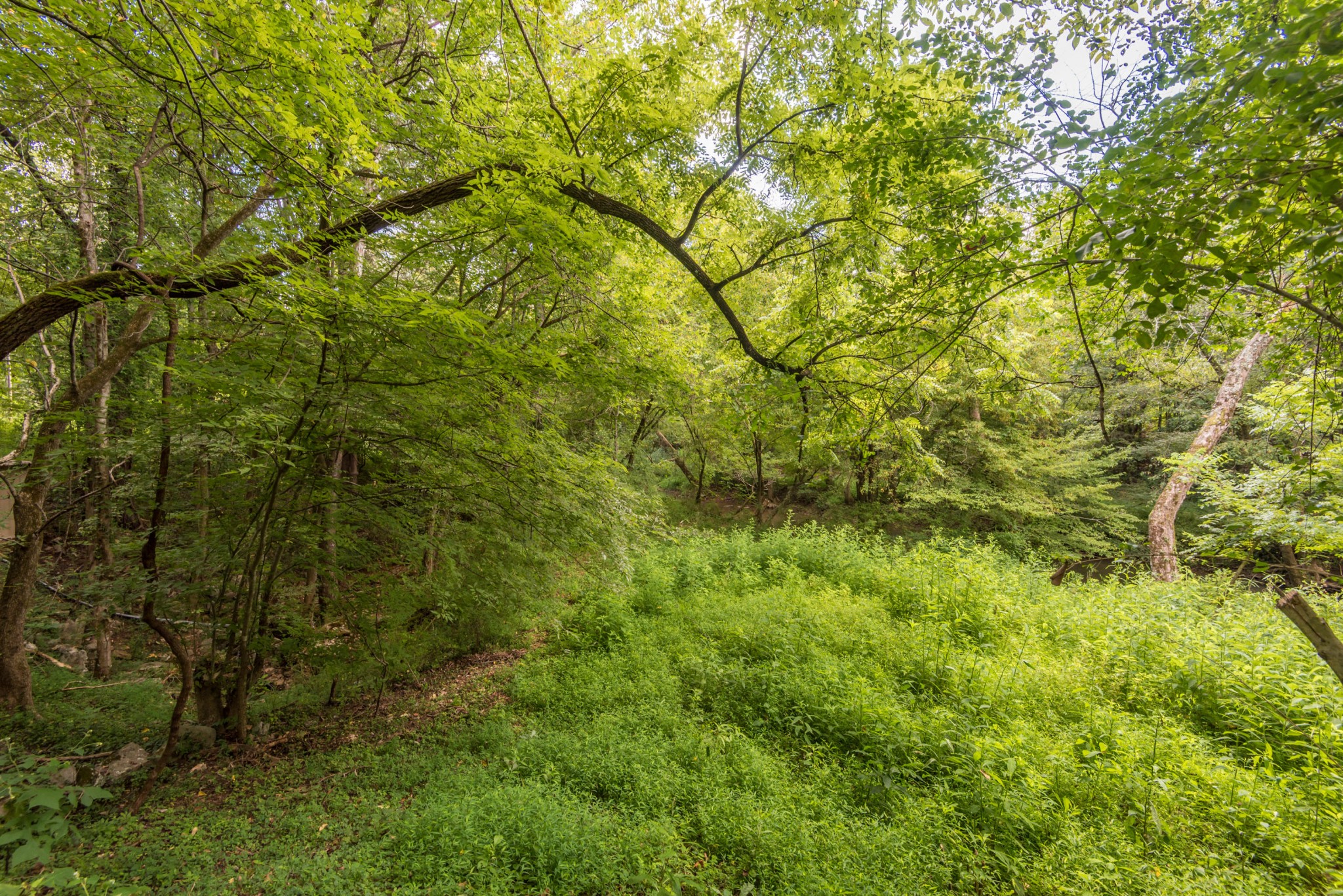 812 Lovely Bluff Road Rocky Top, TN 37769 - Photo 8 of 38 Gallery Image 8