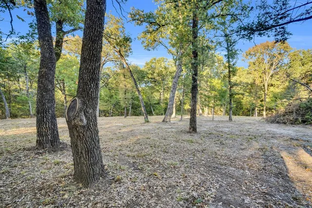 a view of a forest with trees