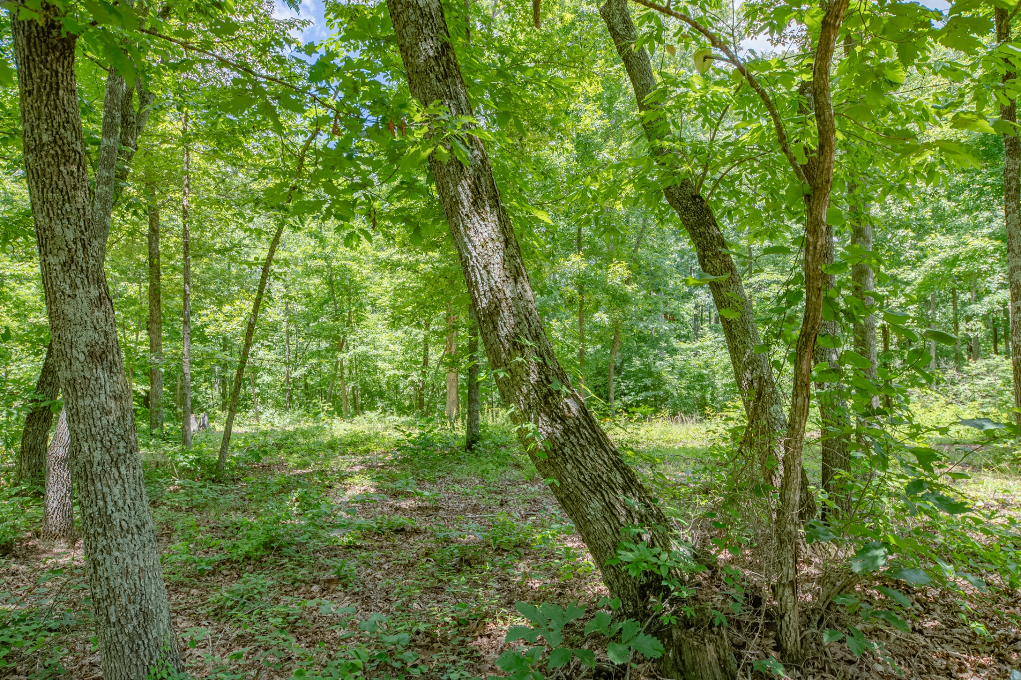 6126 Calvin Potts Road Primm Springs, TN 38476 - Photo 34 of 36 Gallery Image 34