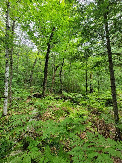 1 Railroad Bed Rd Lake View Milo, ME 04463 - Photo 19 of 27 mature trees