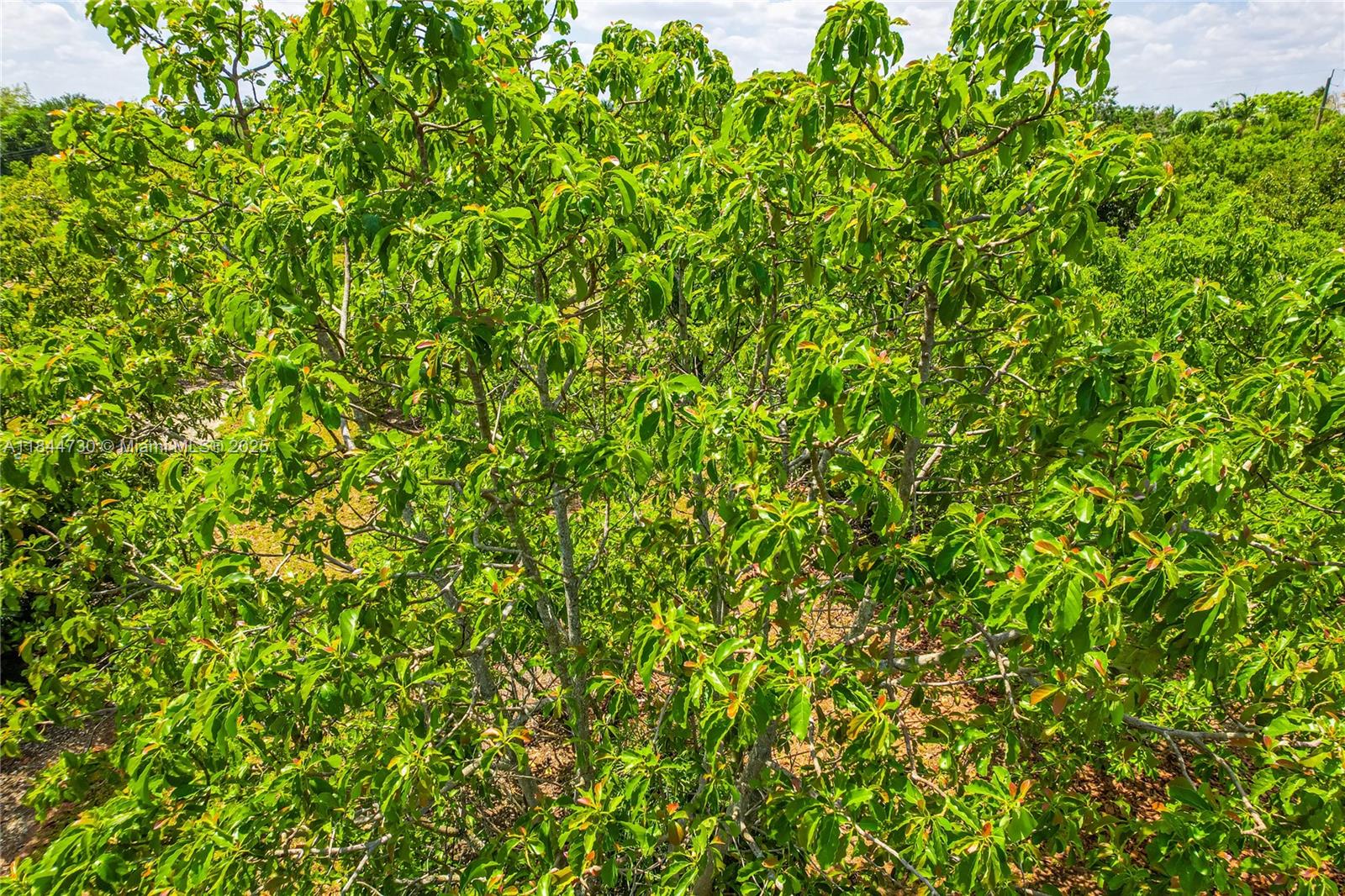 254-xx Southwest 217ave Homestead, FL 33031 - Photo 11 of 23 a view of a small yard