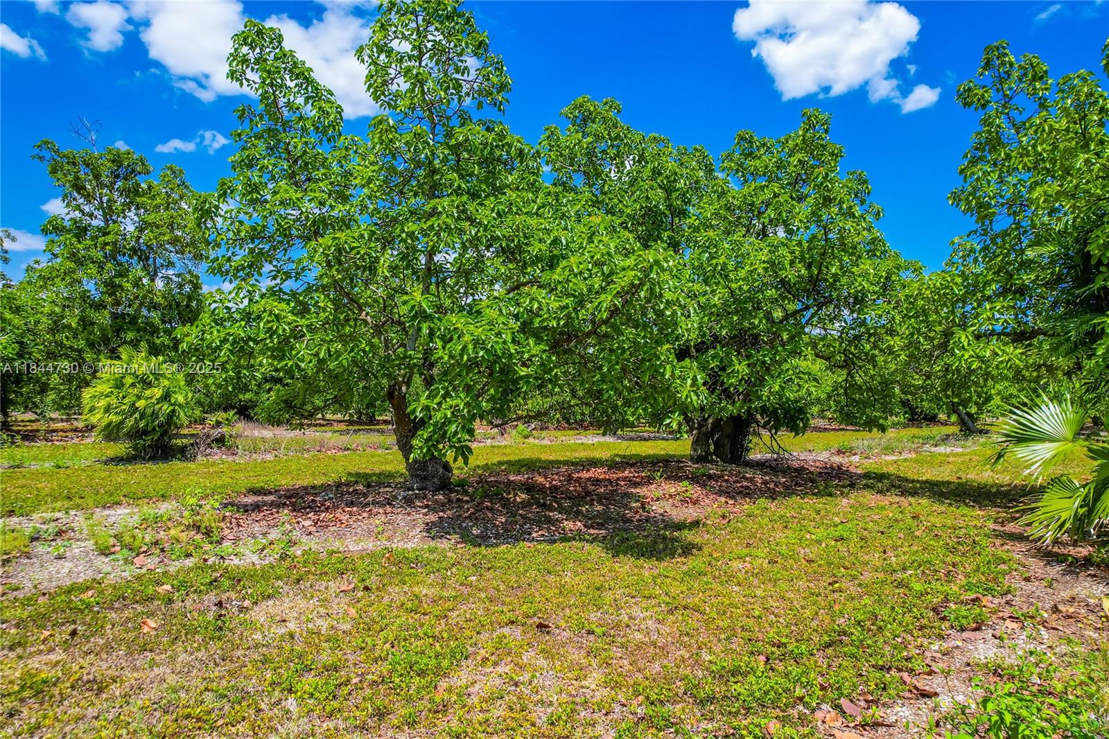 254-xx Southwest 217ave Homestead, FL 33031 - Photo 12 of 23 a view of a yard with plants and large trees
