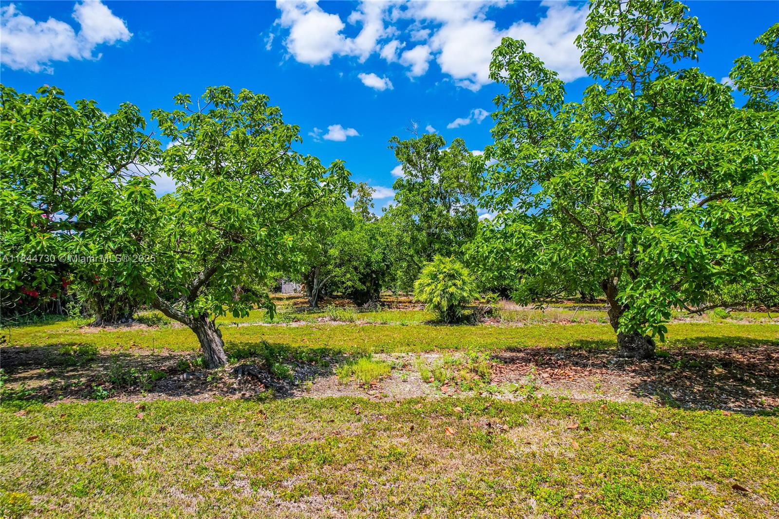 254-xx Southwest 217ave Homestead, FL 33031 - Photo 14 of 23 a view of a yard with a tree
