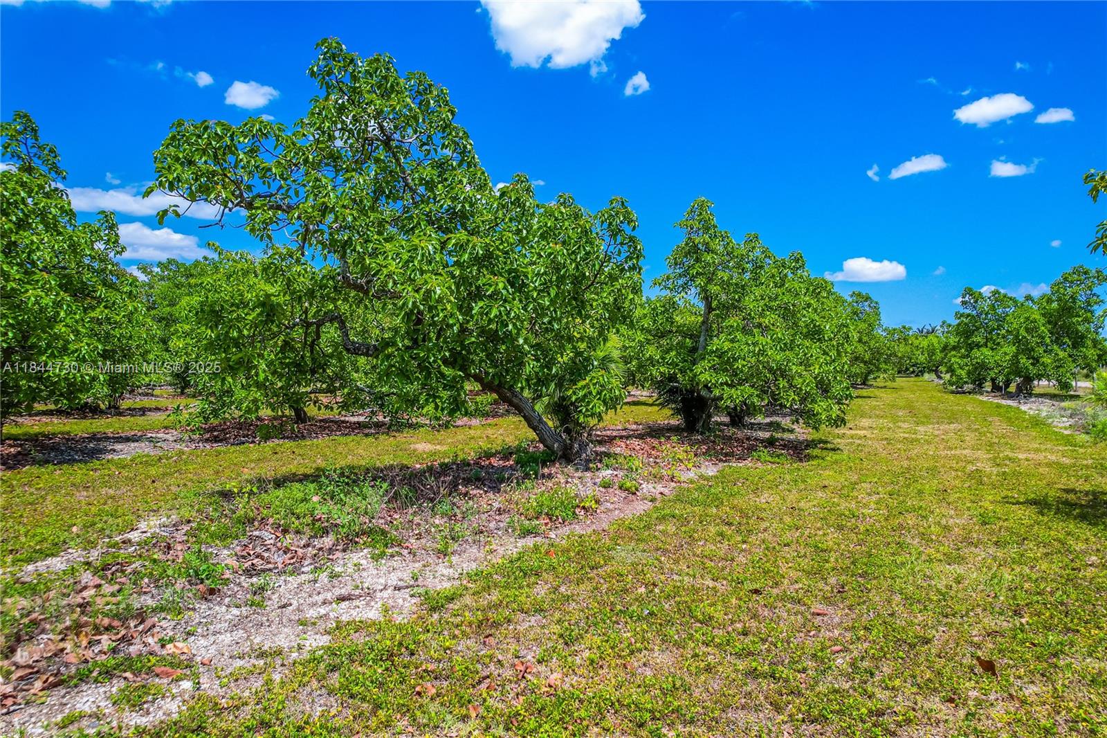 254-xx Southwest 217ave Homestead, FL 33031 - Photo 18 of 23 a view of a yard with an tree