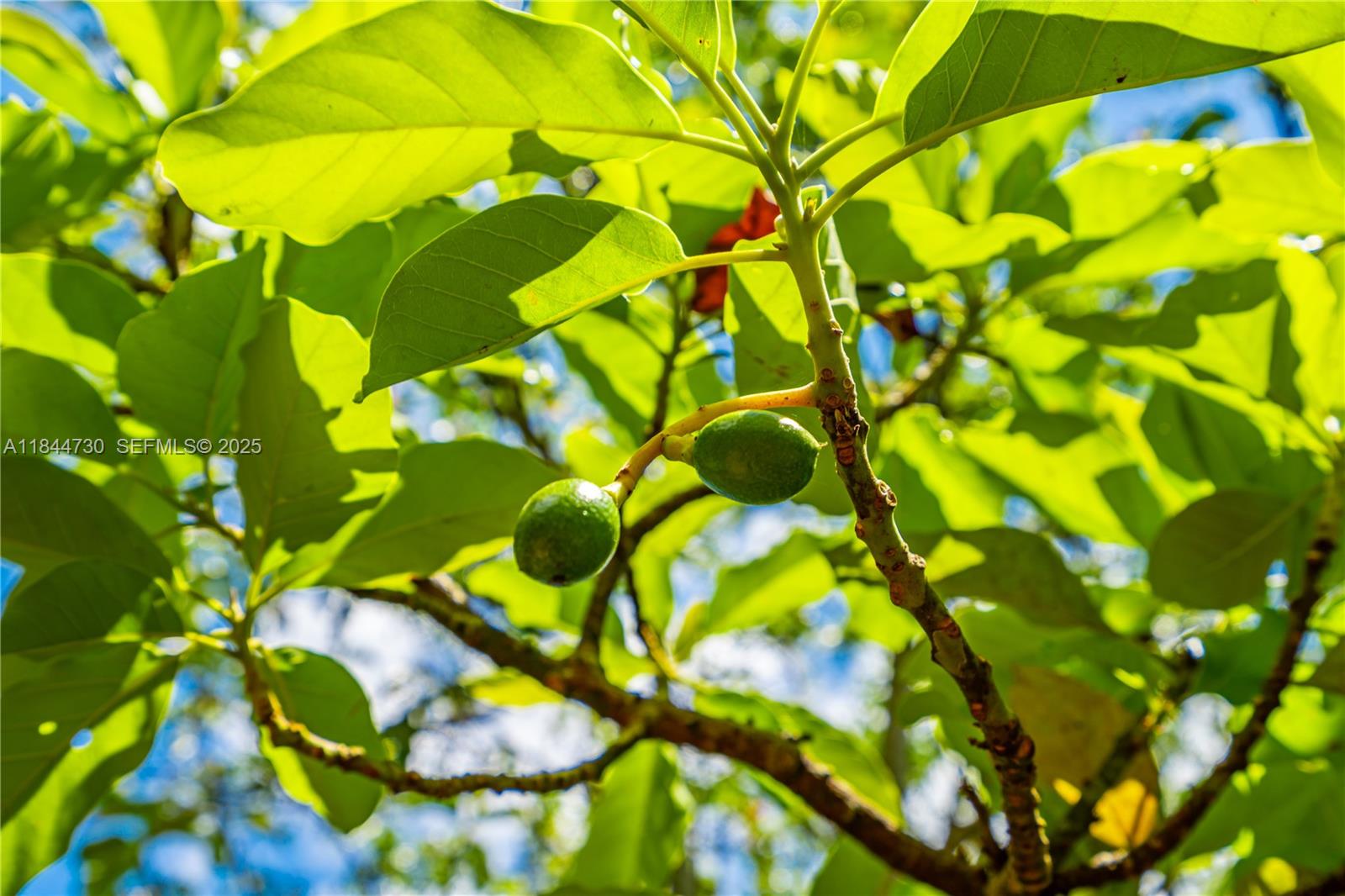 254-xx Southwest 217ave Homestead, FL 33031 - Photo 22 of 23 a view of tree