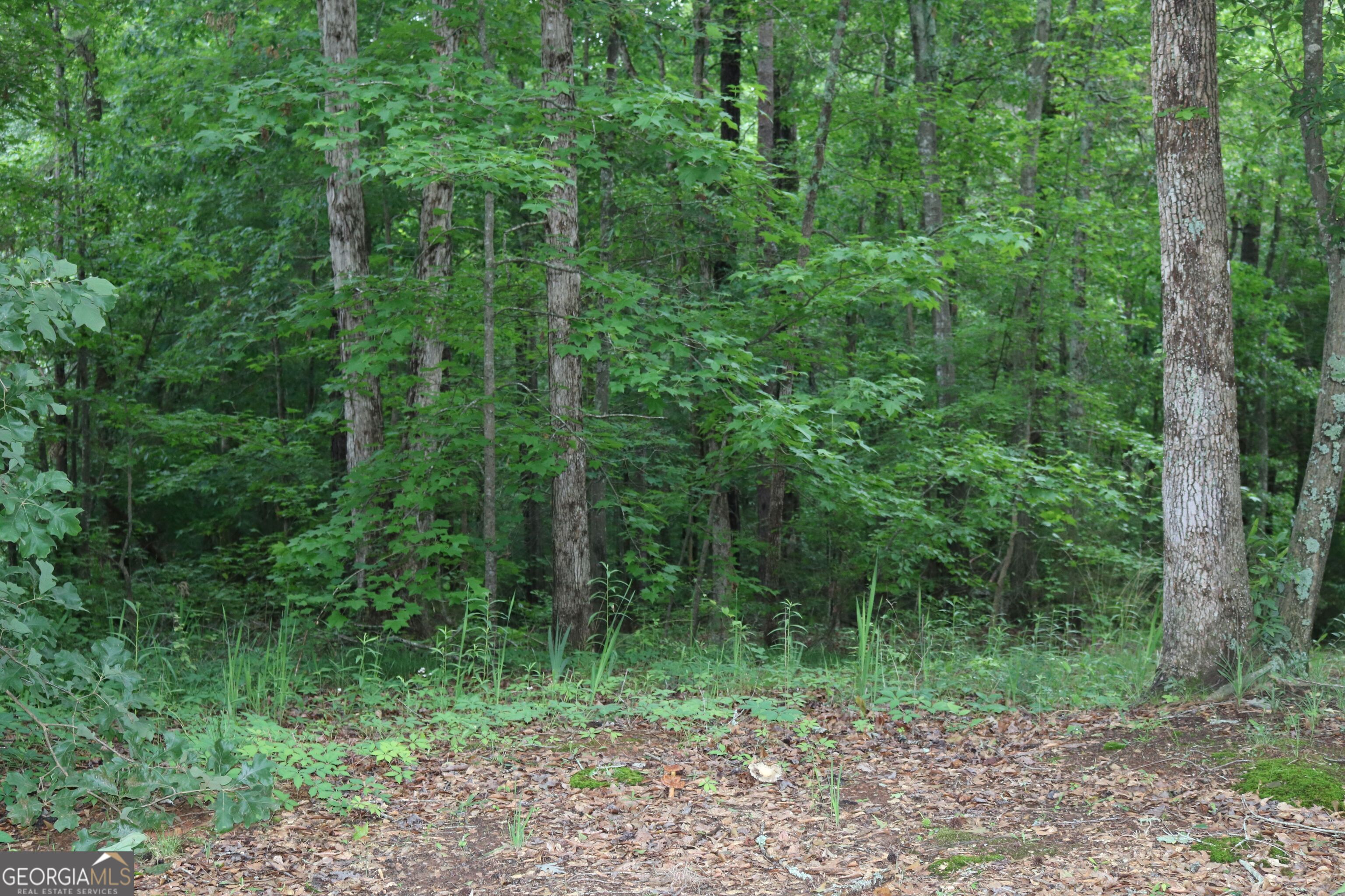 a view of a lush green forest