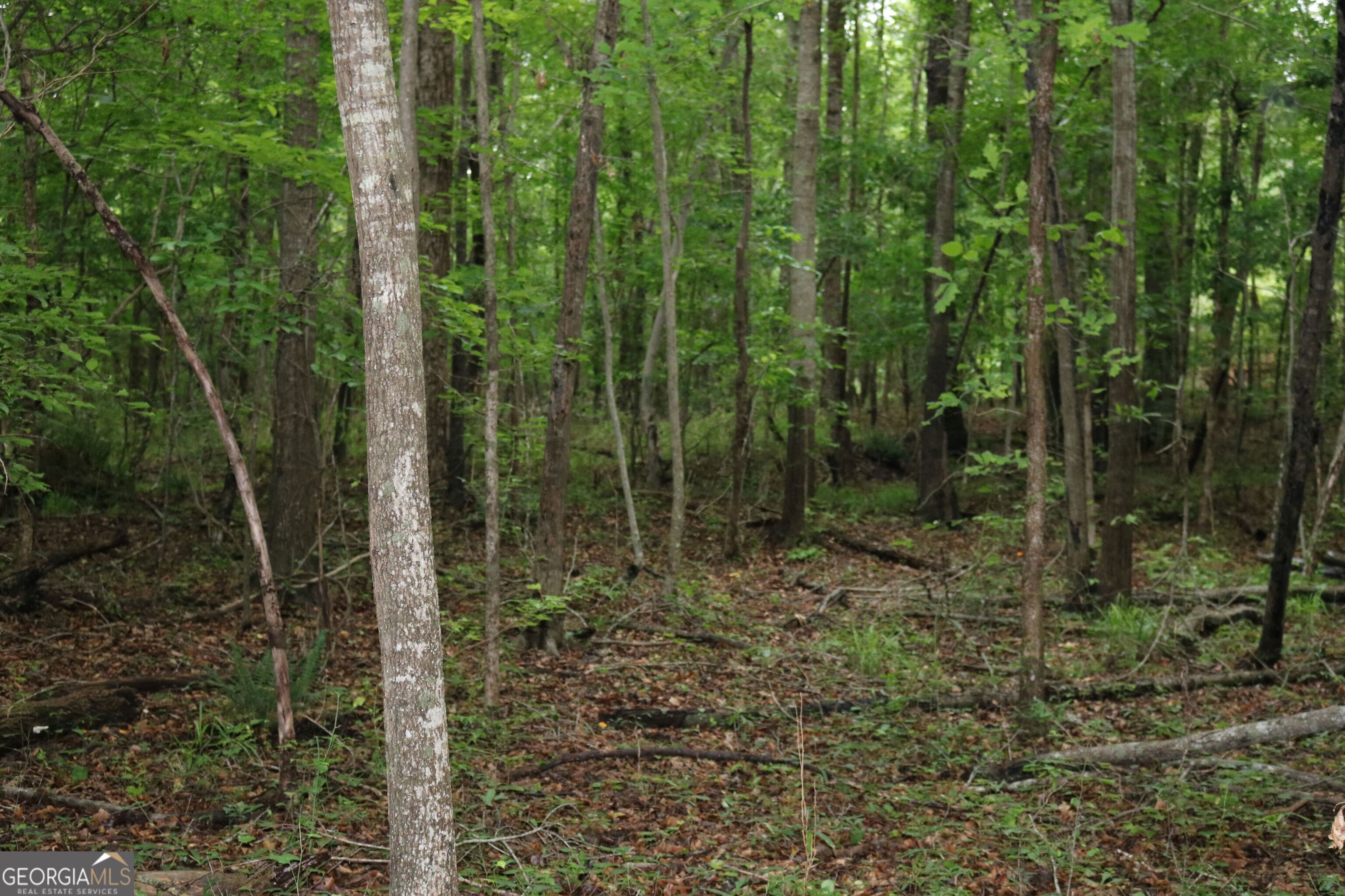 0 Kingston Road Colbert, GA 30628 - Photo 7 of 10 a view of a forest