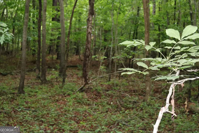 a view of flowers in a yard