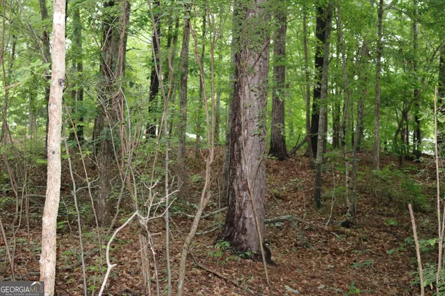 a view of a lush green forest with lots of trees