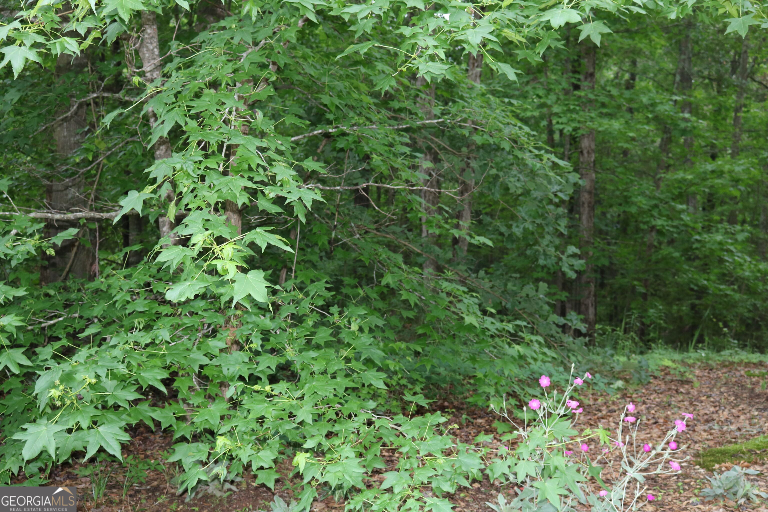 0 Kingston Road Colbert, GA 30628 - Photo 10 of 10 a view of a lush green forest with lots of trees