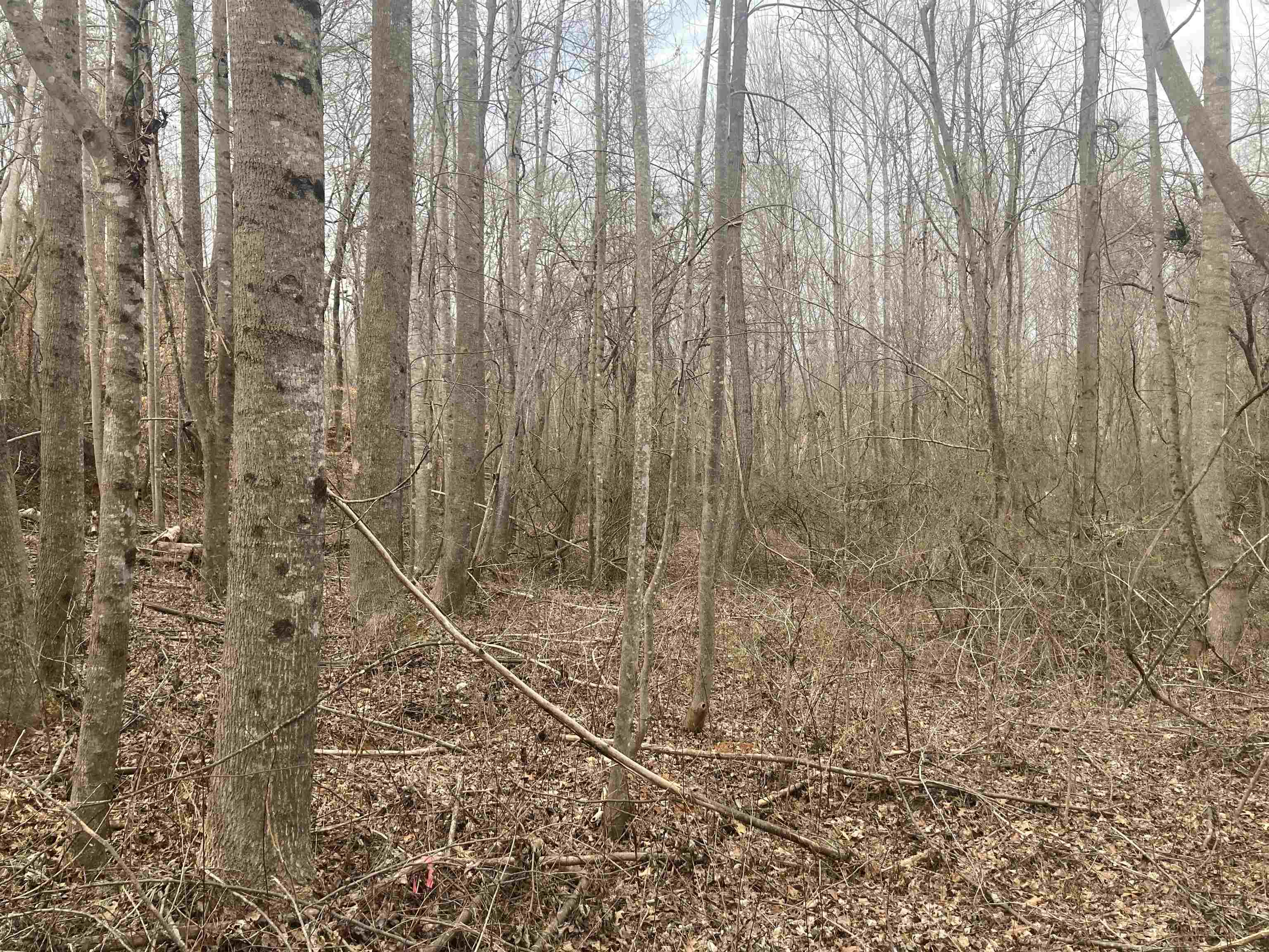 163 Rockingham Road Duncan, SC 29334 - Photo 6 of 7