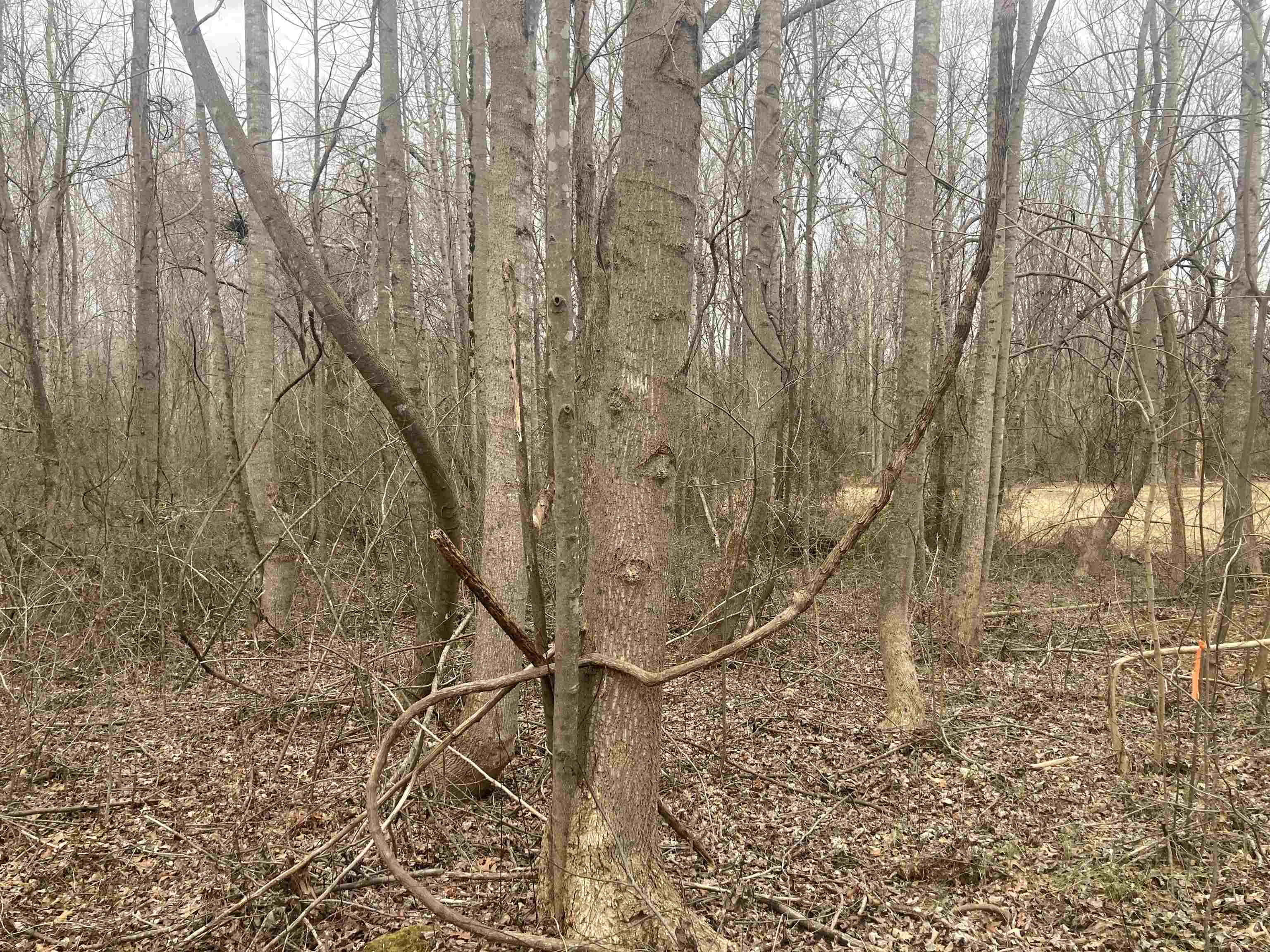 163 Rockingham Road Duncan, SC 29334 - Photo 7 of 7