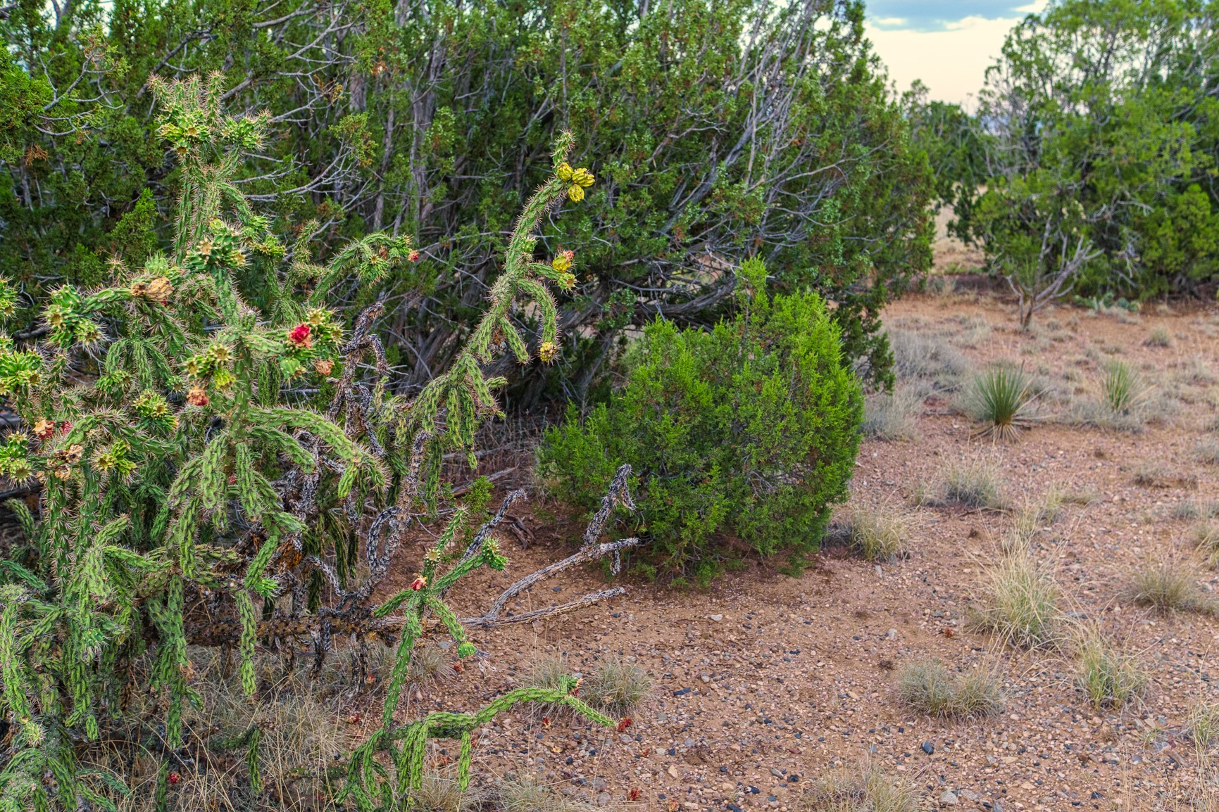176 Wagon Trail Road Cerrillos, NM 87010 - Photo 10 of 35