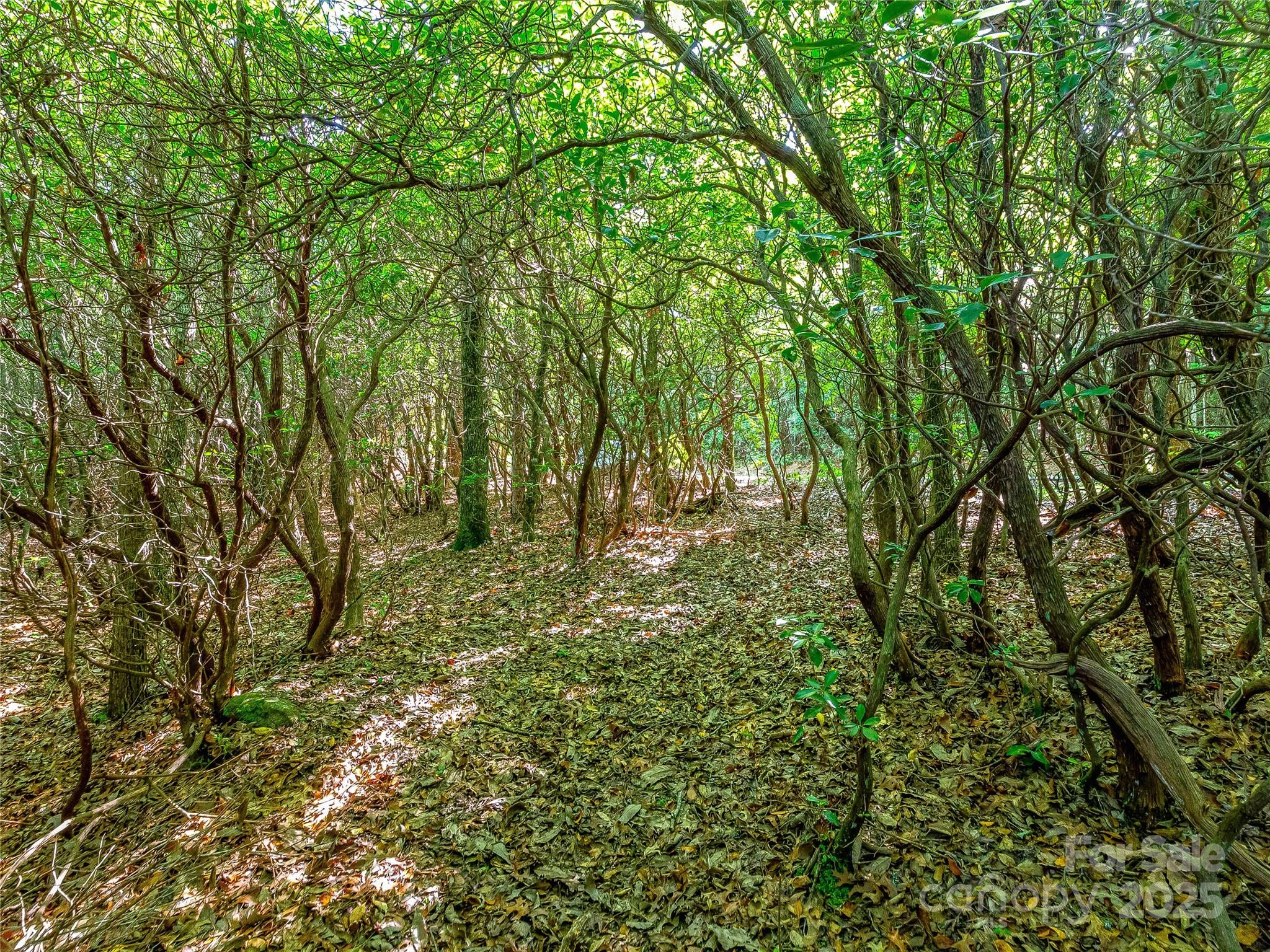 Tbd Quartz Mine Road Lake Toxaway, NC 28747 - Photo 16 of 26 a view of outdoor space and trees