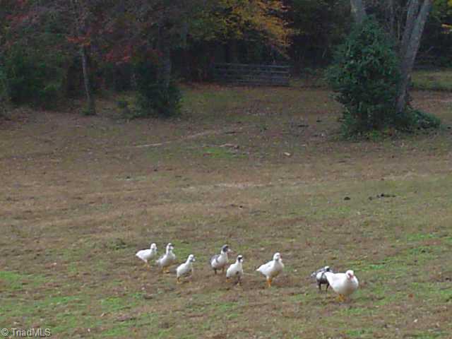 248 Creed Road Ararat, NC 27007 - Photo 6 of 9 Other. Pasture