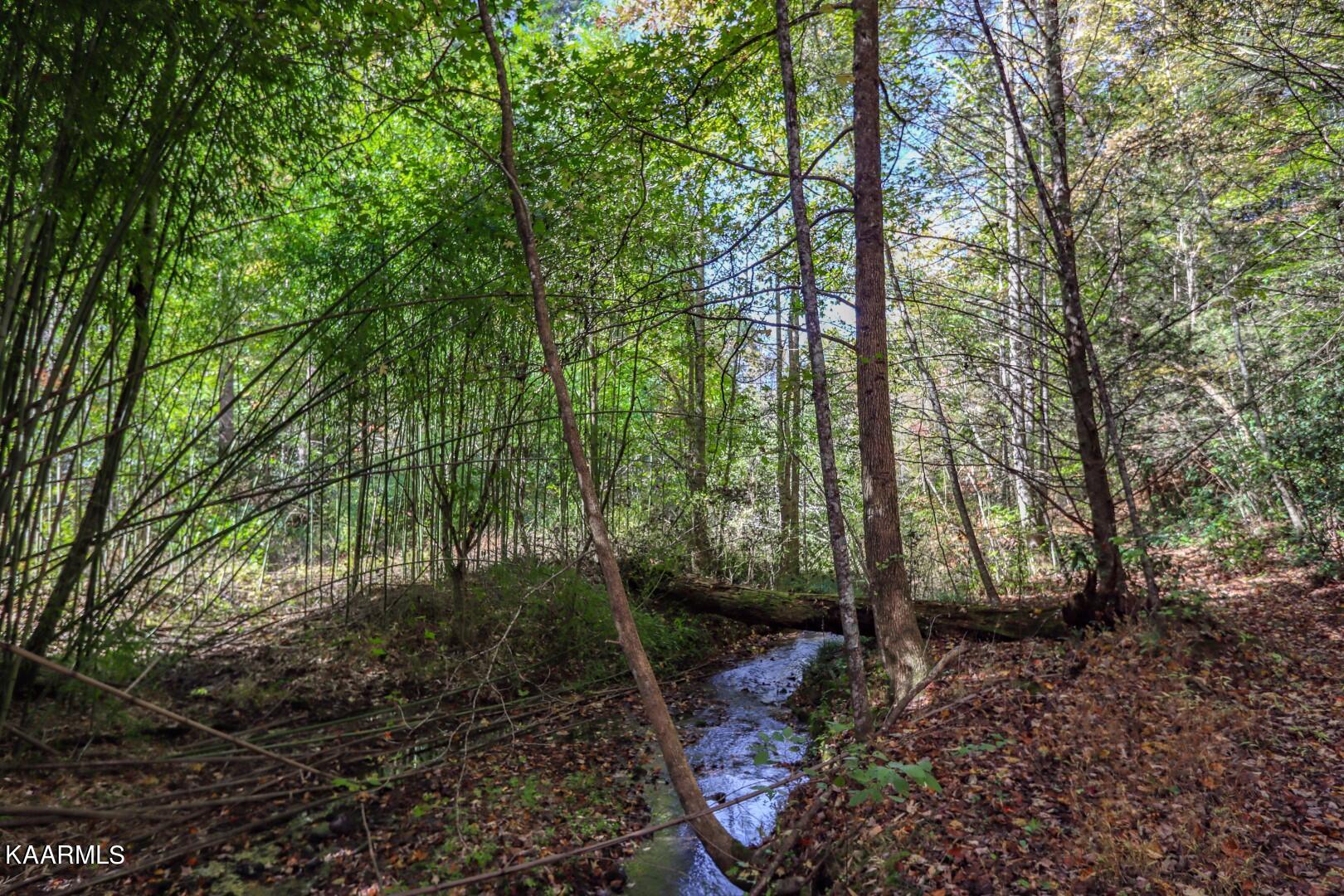 5-acres Rooster Town Road Cosby, TN 37722 - Photo 2 of 38 2