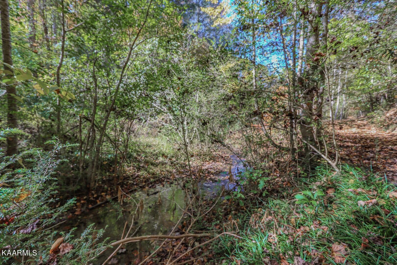 5-acres Rooster Town Road Cosby, TN 37722 - Photo 20 of 38 17.5