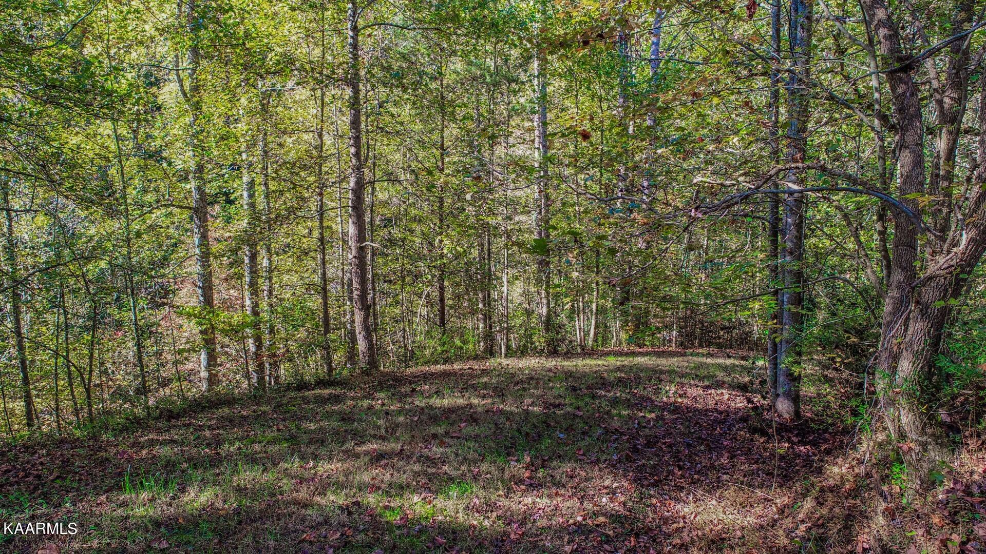 5-acres Rooster Town Road Cosby, TN 37722 - Photo 22 of 38 17