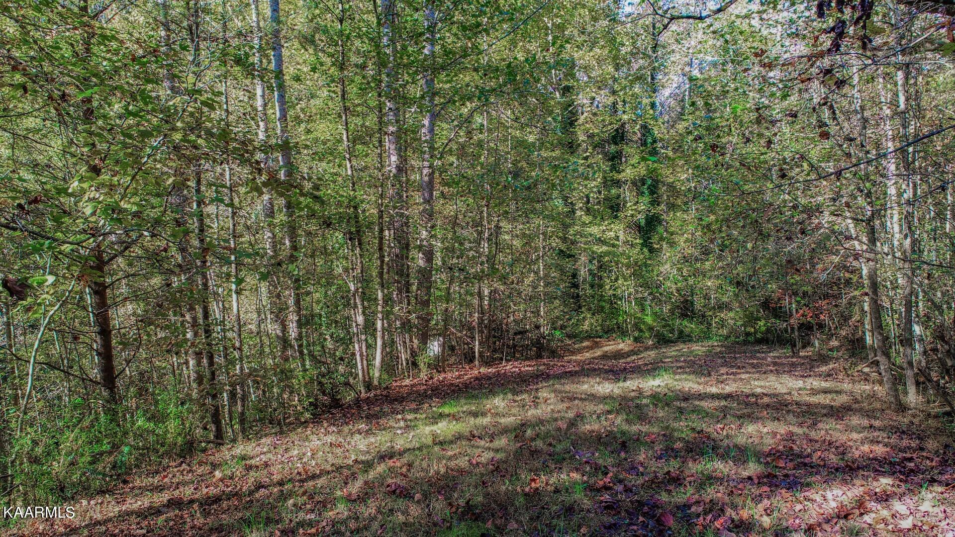 5-acres Rooster Town Road Cosby, TN 37722 - Photo 23 of 38 18