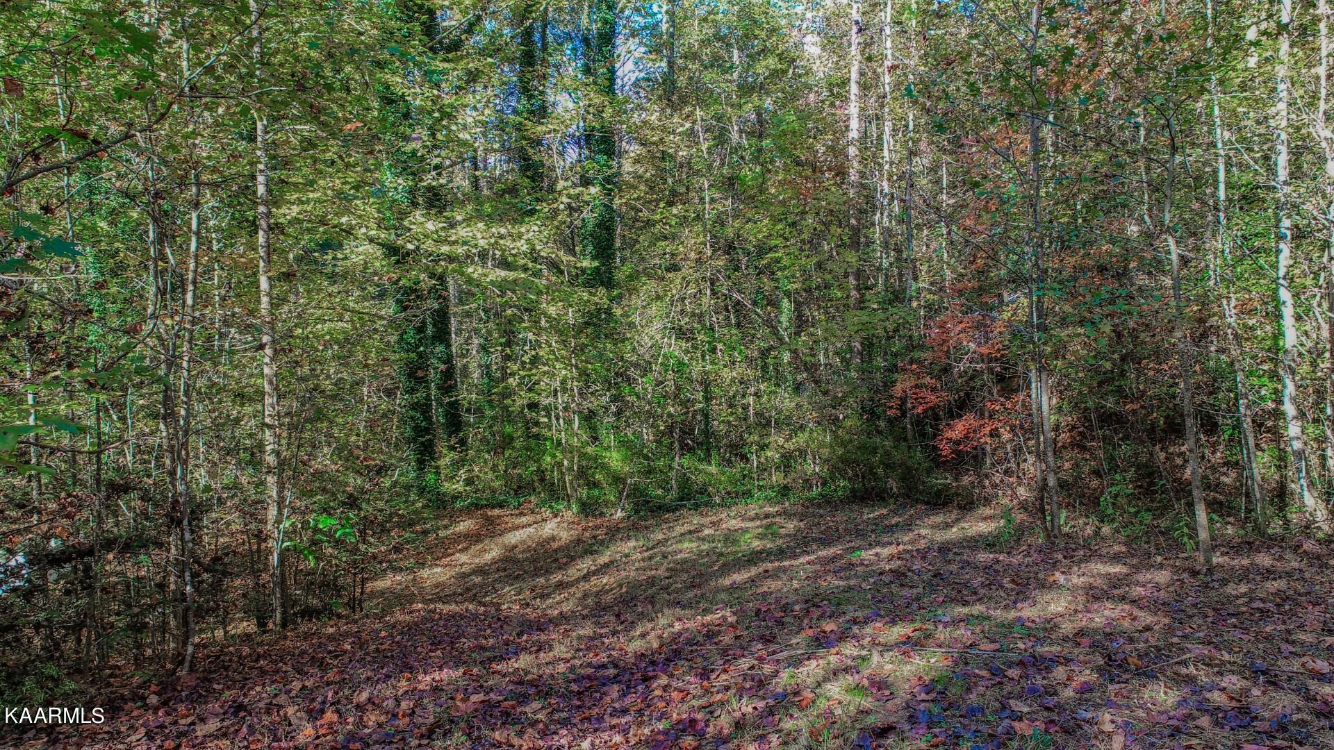 5-acres Rooster Town Road Cosby, TN 37722 - Photo 24 of 38 19