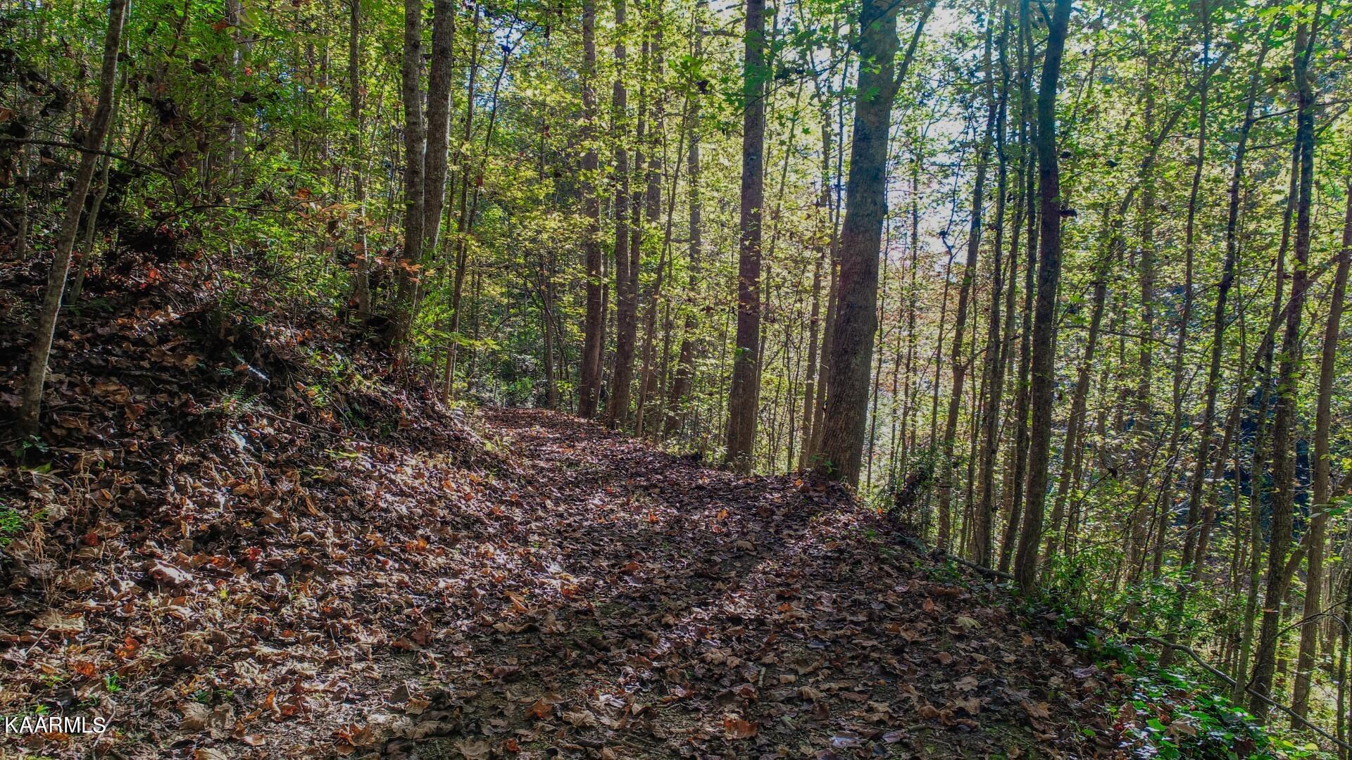 5-acres Rooster Town Road Cosby, TN 37722 - Photo 26 of 38 21