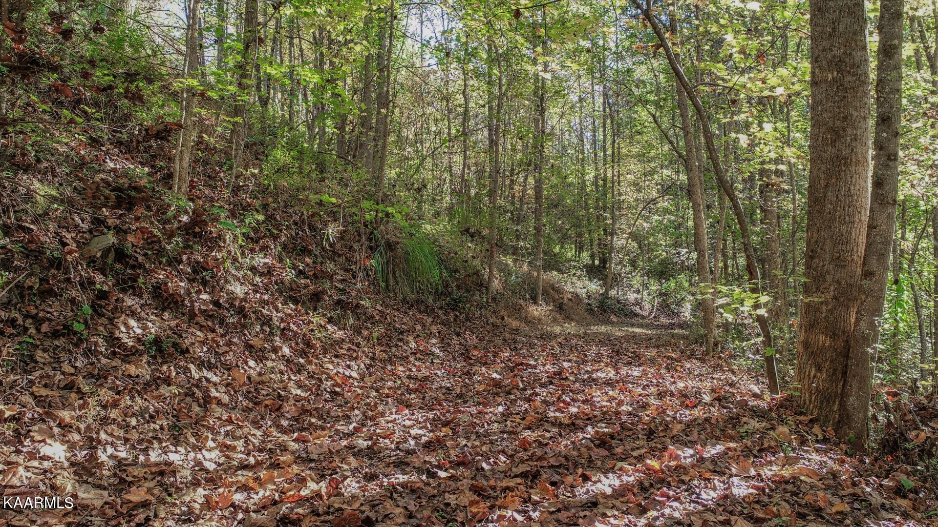 5-acres Rooster Town Road Cosby, TN 37722 - Photo 27 of 38 22