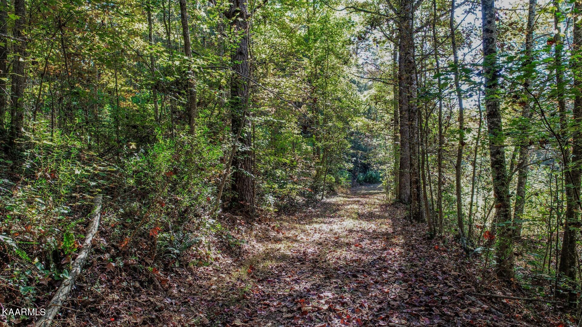5-acres Rooster Town Road Cosby, TN 37722 - Photo 28 of 38 23