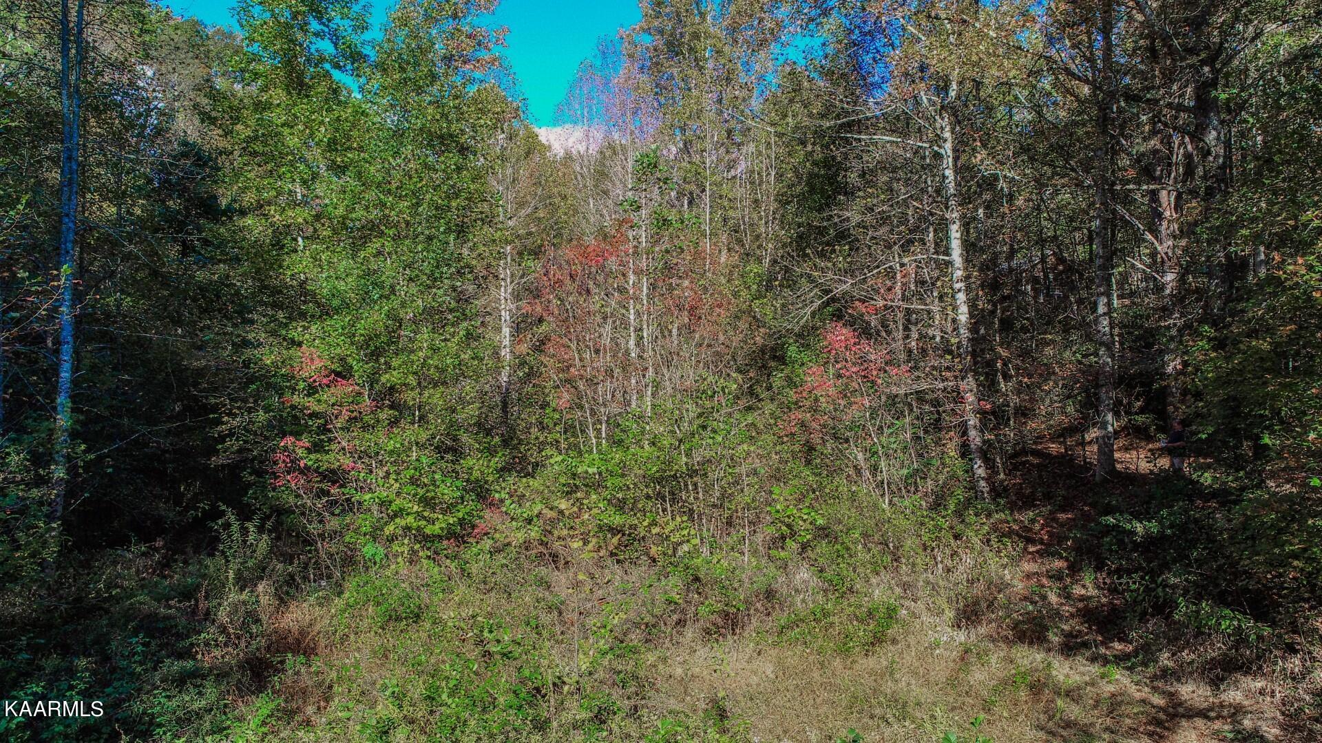 5-acres Rooster Town Road Cosby, TN 37722 - Photo 29 of 38 24