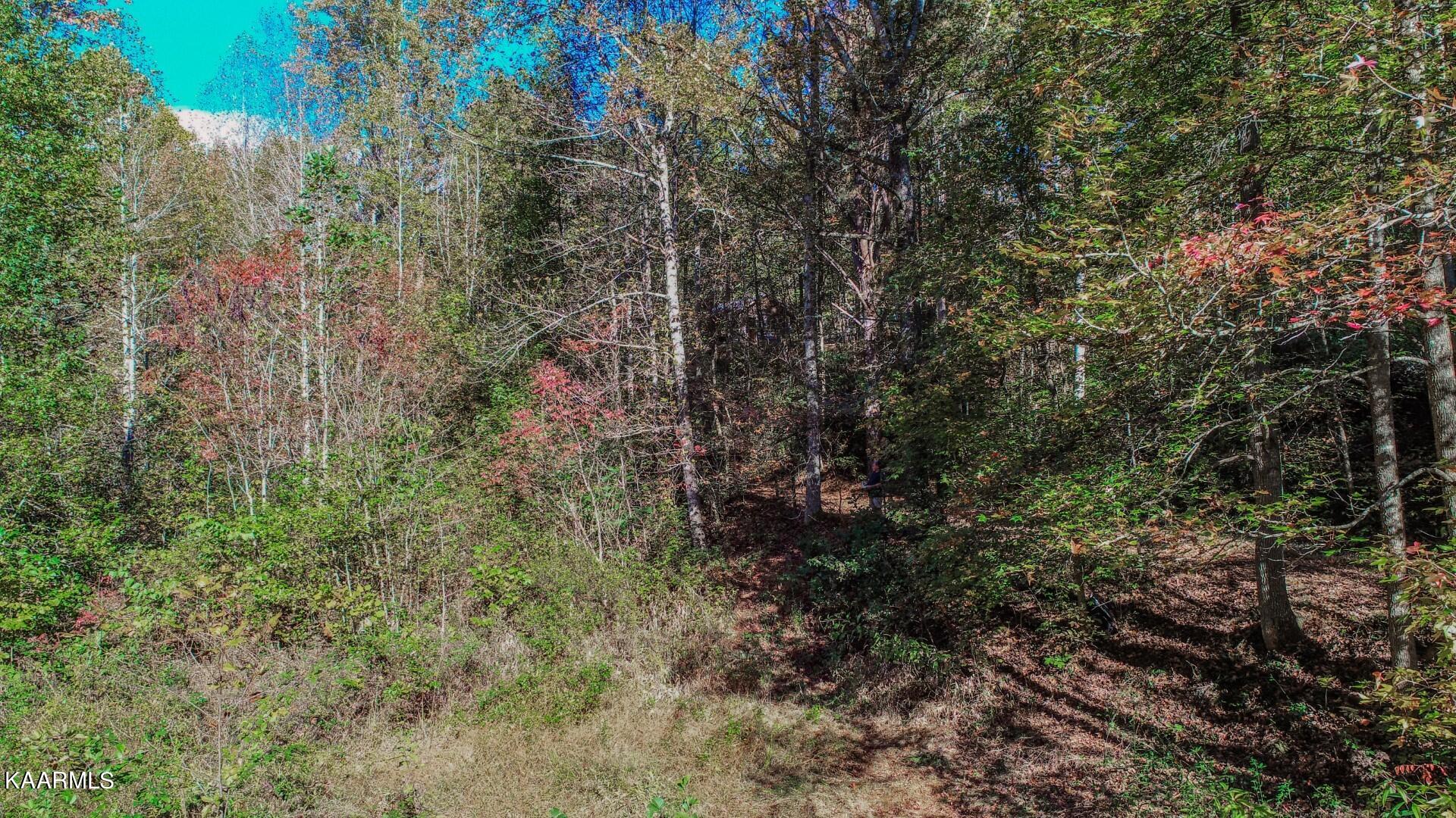 5-acres Rooster Town Road Cosby, TN 37722 - Photo 30 of 38 25