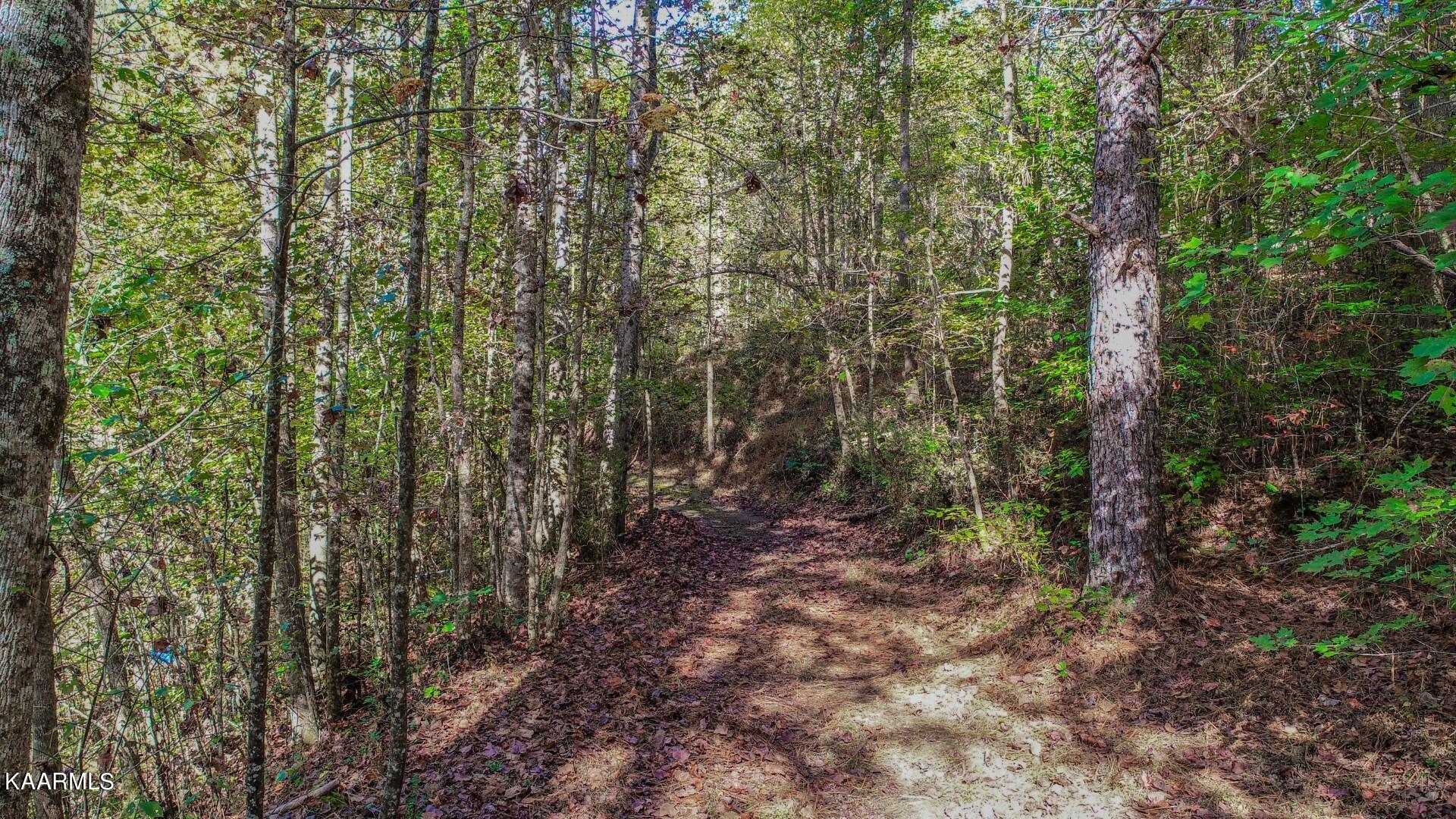5-acres Rooster Town Road Cosby, TN 37722 - Photo 31 of 38 26