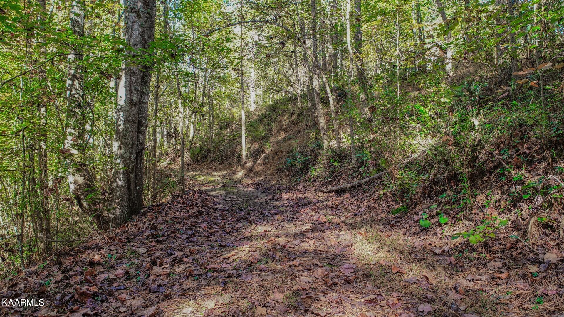 5-acres Rooster Town Road Cosby, TN 37722 - Photo 32 of 38 27