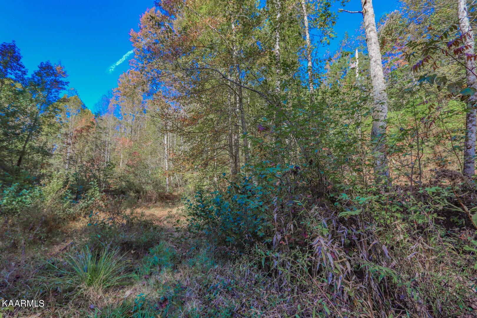 5-acres Rooster Town Road Cosby, TN 37722 - Photo 34 of 38 29