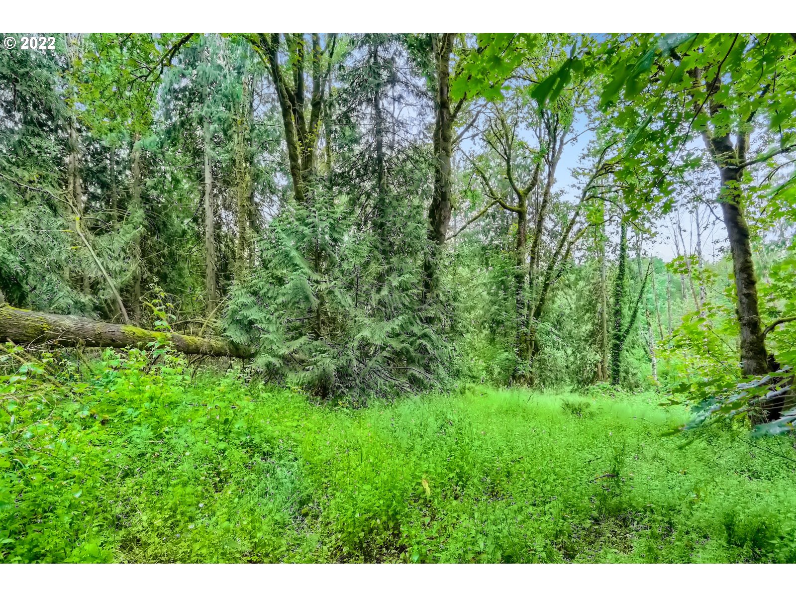 12693 Northeast Cedarbrook Road Aurora, OR 97002 - Photo 25 of 27 Gallery Image 25