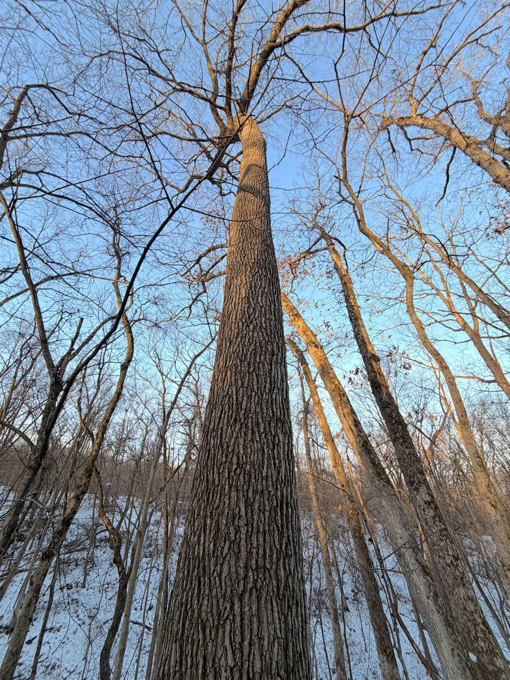 0 Messmer Road Savanna, IL 61074 - Photo 12 of 85