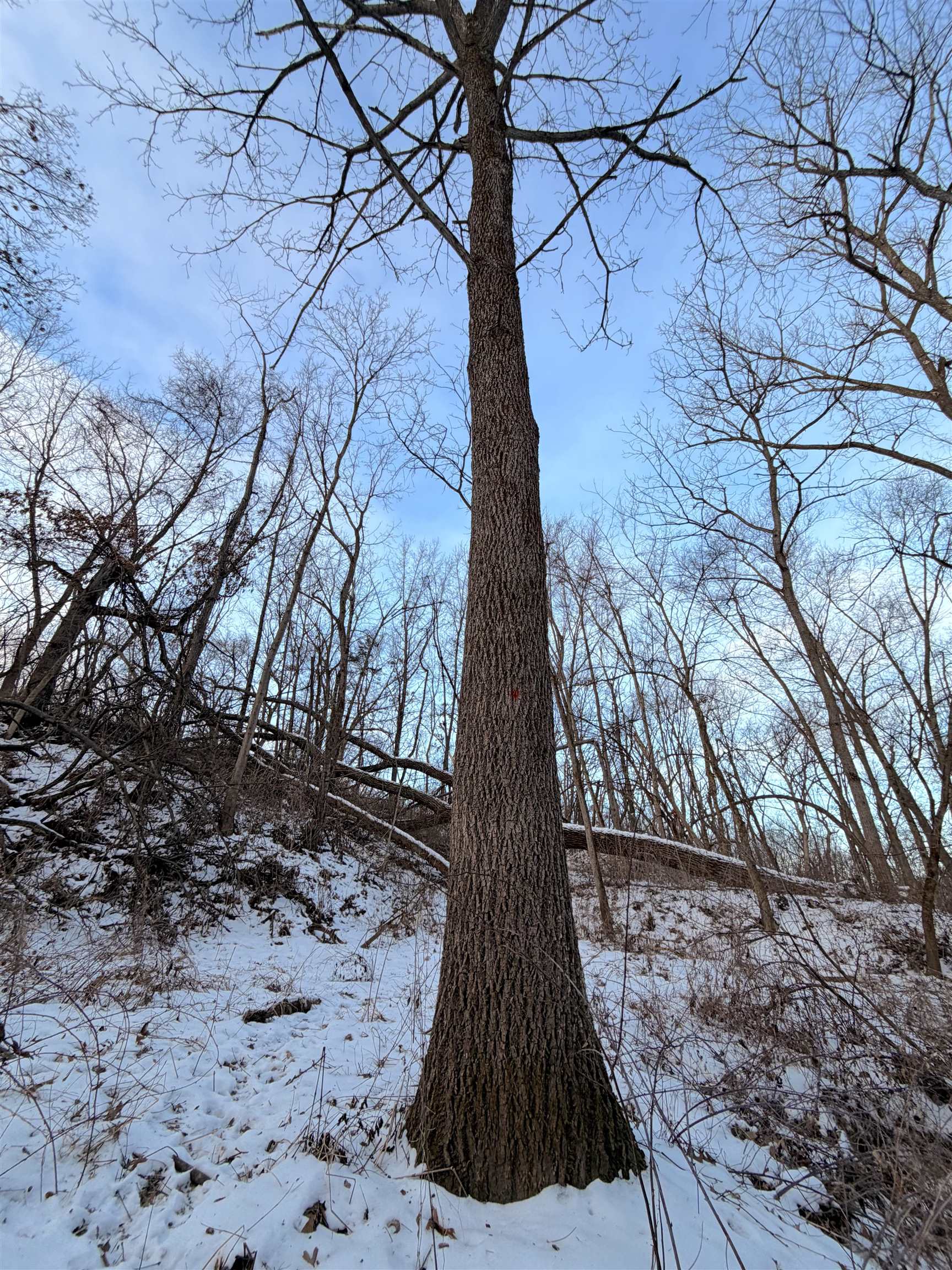 0 Messmer Road Savanna, IL 61074 - Photo 5 of 85