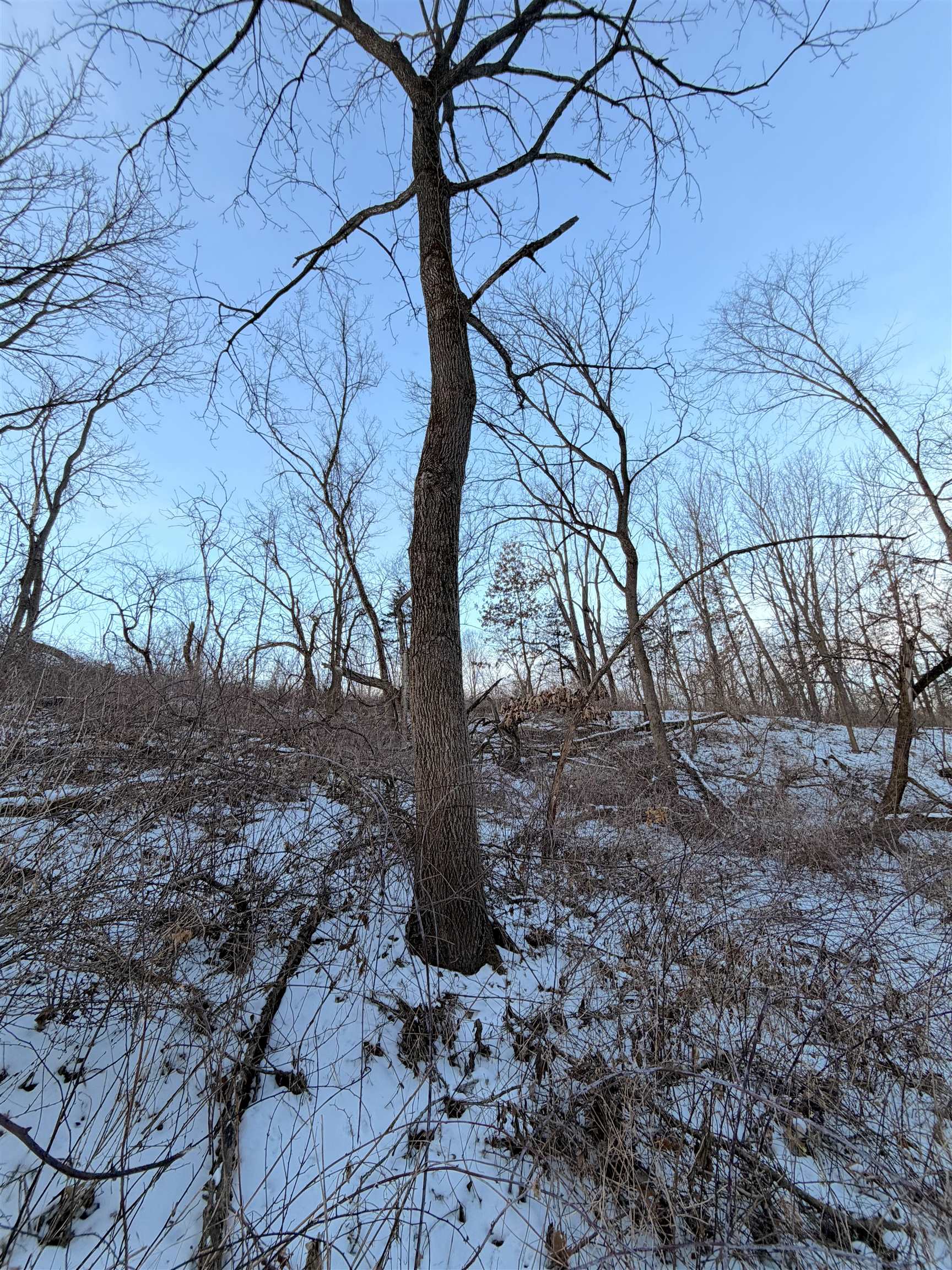 0 Messmer Road Savanna, IL 61074 - Photo 8 of 85