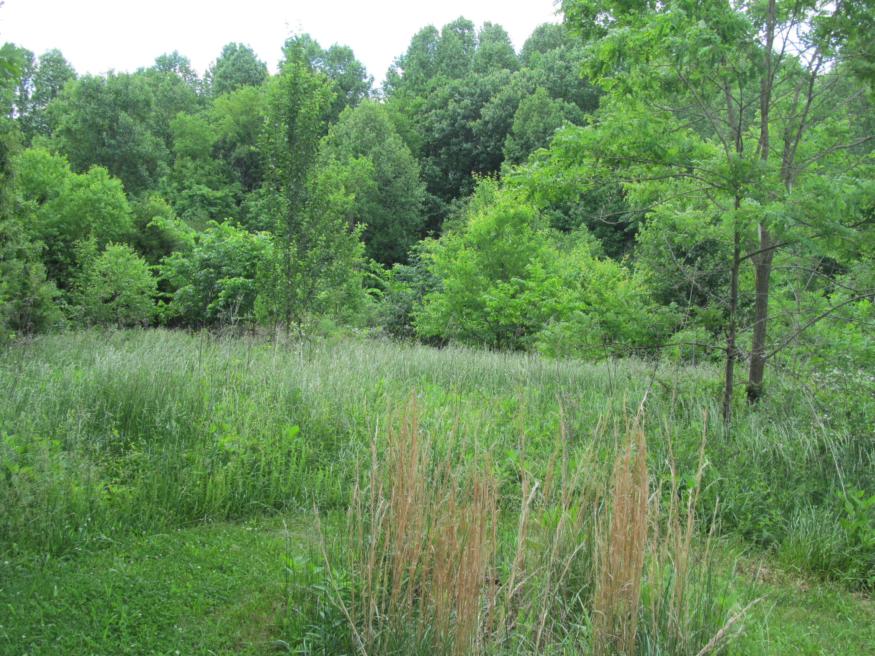 3016 Quarles Road Thaxton, VA 24174 - Photo 25 of 41 a view of a lush green space