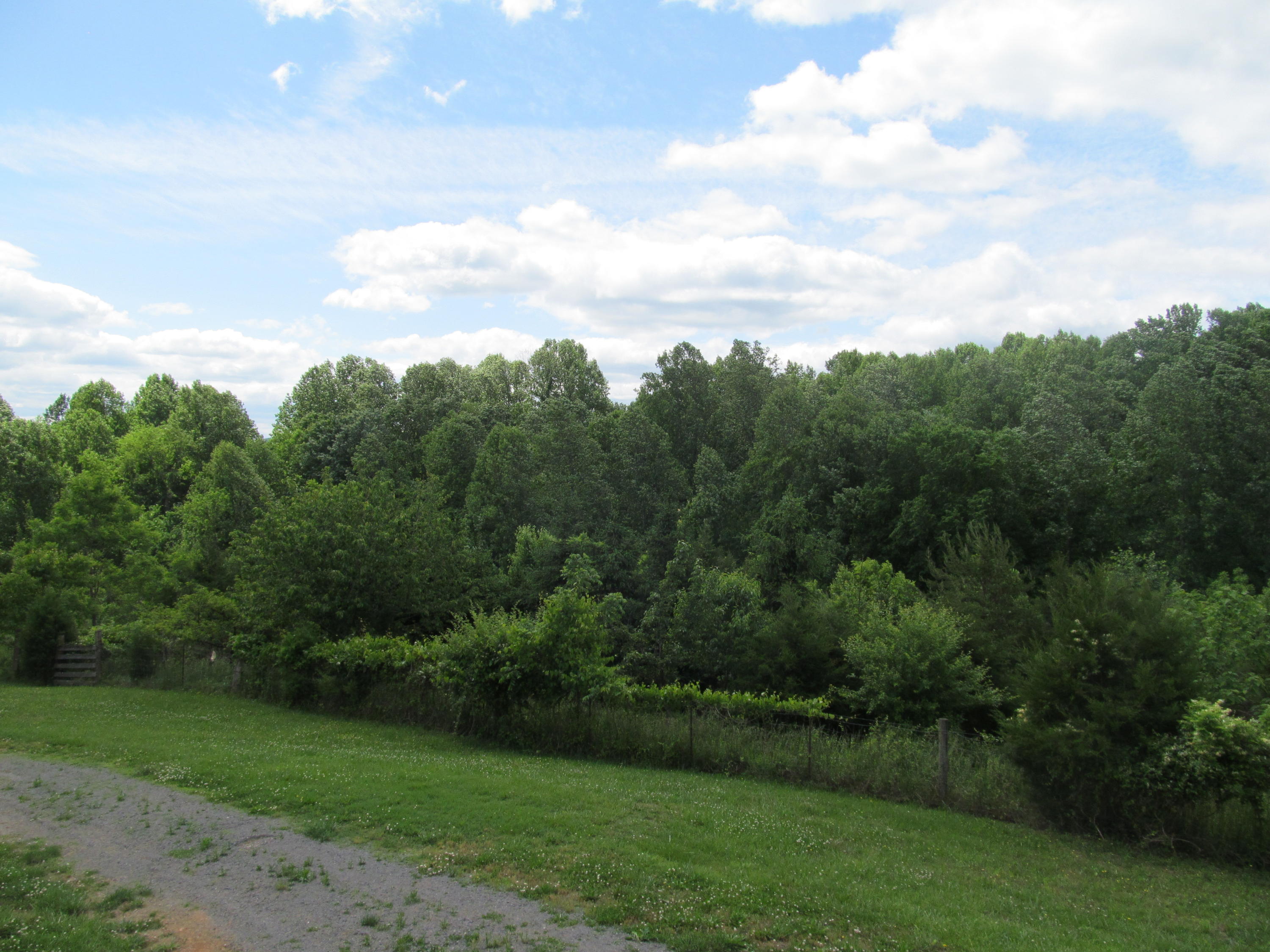 3016 Quarles Road Thaxton, VA 24174 - Photo 26 of 41 a view of a big yard with a large trees