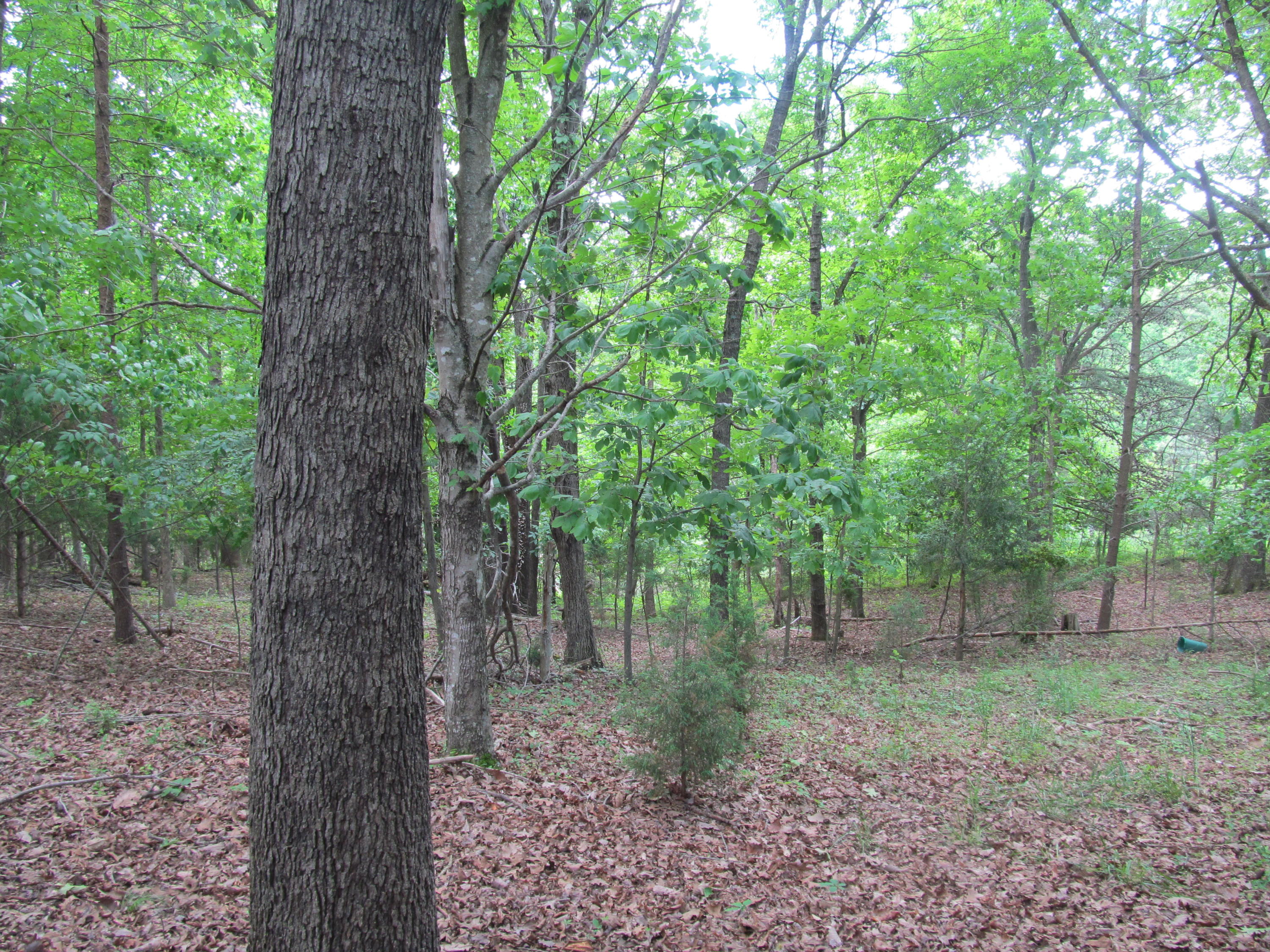 3016 Quarles Road Thaxton, VA 24174 - Photo 35 of 41 a view of a forest that has large trees