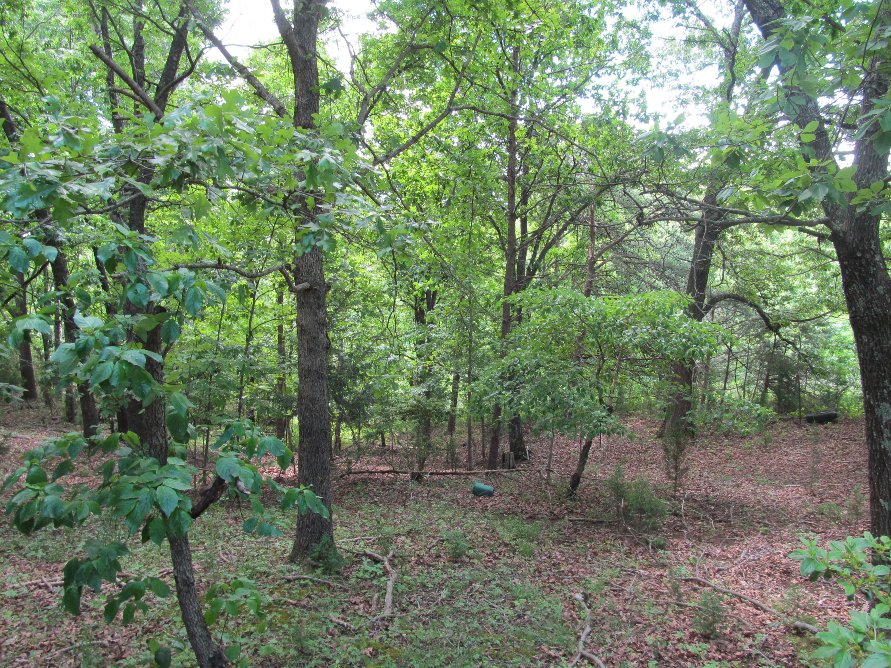 3016 Quarles Road Thaxton, VA 24174 - Photo 36 of 41 a view of a forest filled with trees