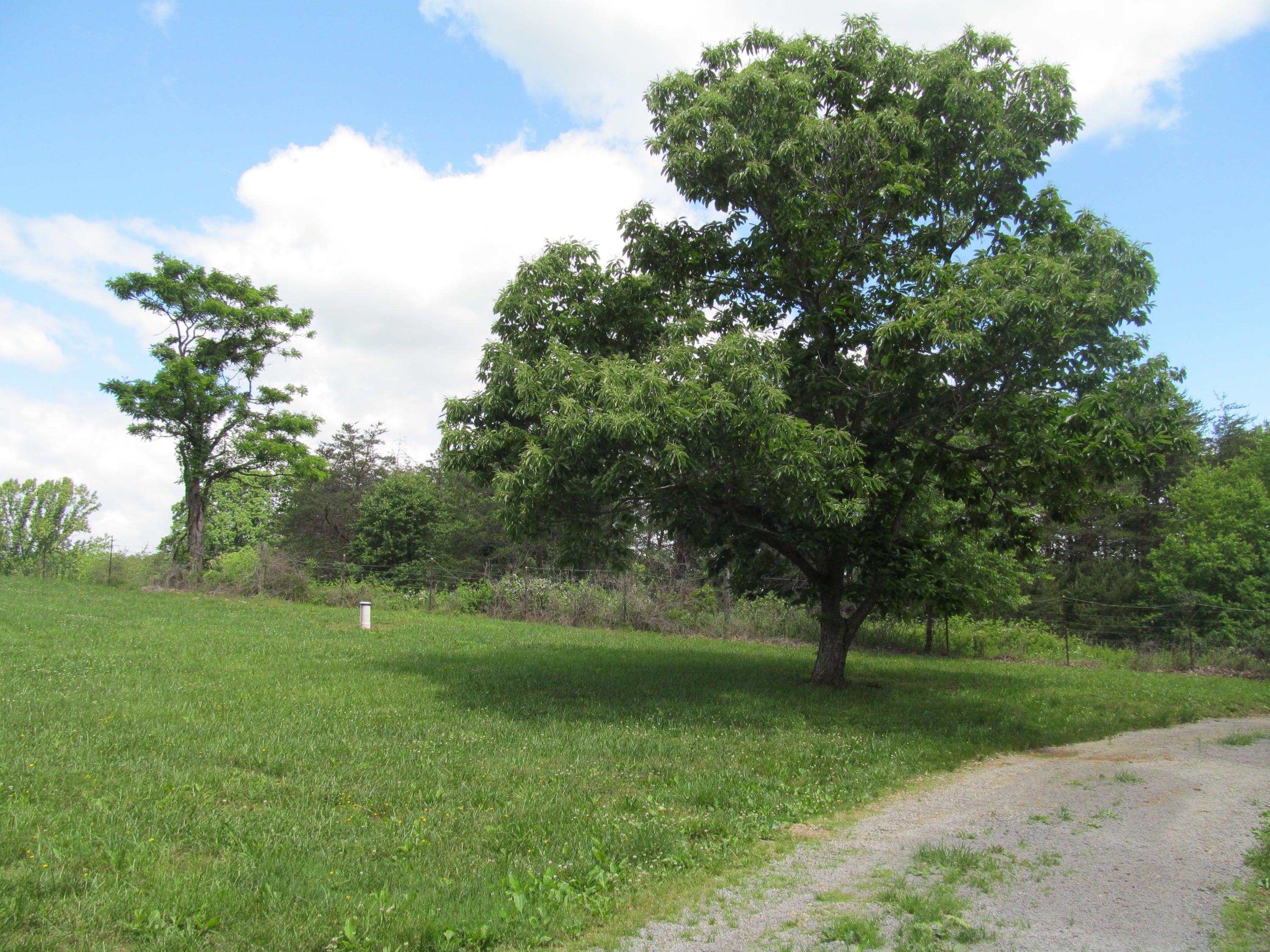 3016 Quarles Road Thaxton, VA 24174 - Photo 37 of 41 a view of a field with a tree