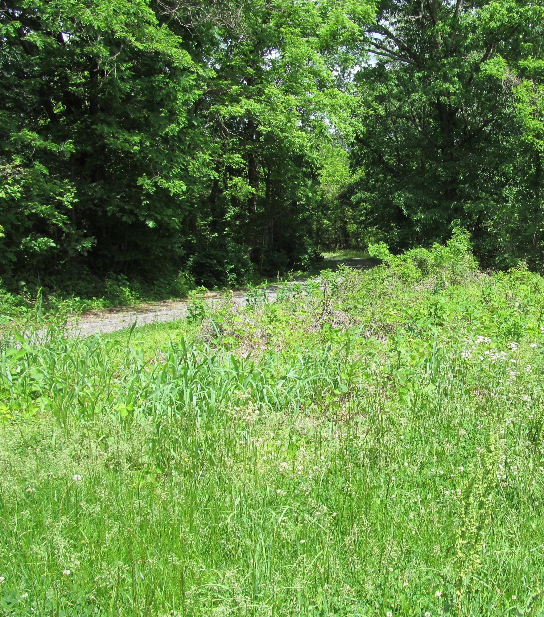 3016 Quarles Road Thaxton, VA 24174 - Photo 38 of 41 a view of a lush green forest with trees