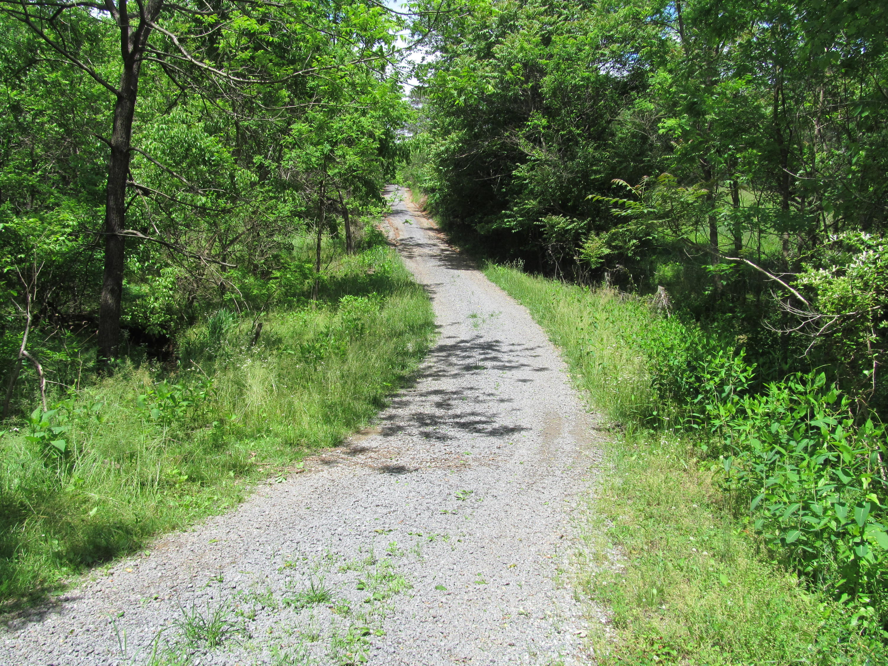 3016 Quarles Road Thaxton, VA 24174 - Photo 39 of 41 a view of a pathway both side of yard