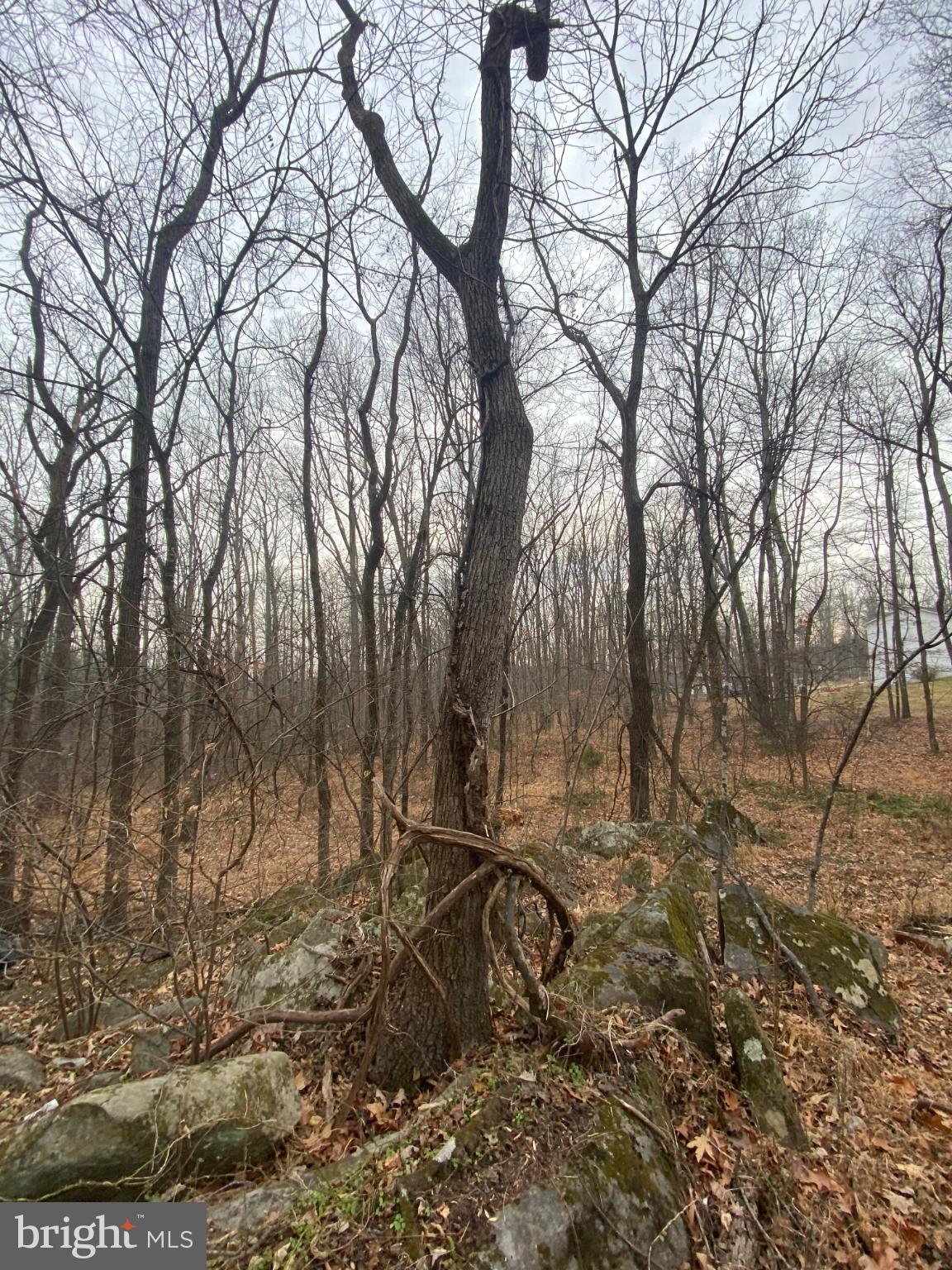 0 Settle School Road Rixeyville, VA 22737 - Photo 7 of 9 Twisted tree stands amidst rocky terrain.