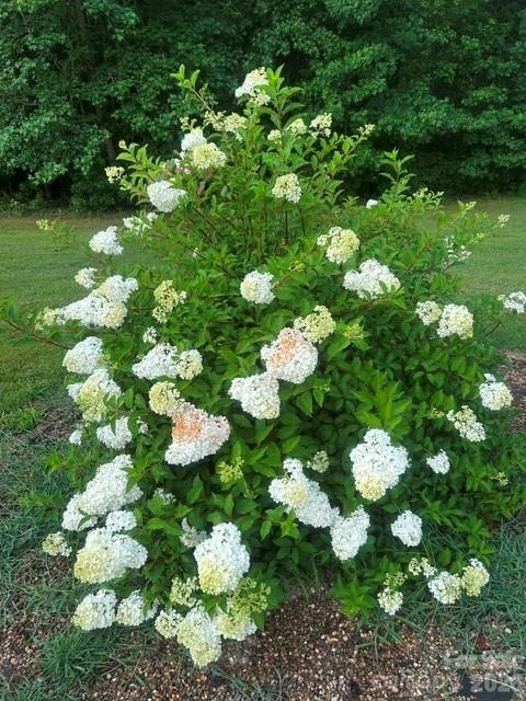 1175 Panhandle Road Gold Hill, NC 28071 - Photo 12 of 15 Gallery Image 12